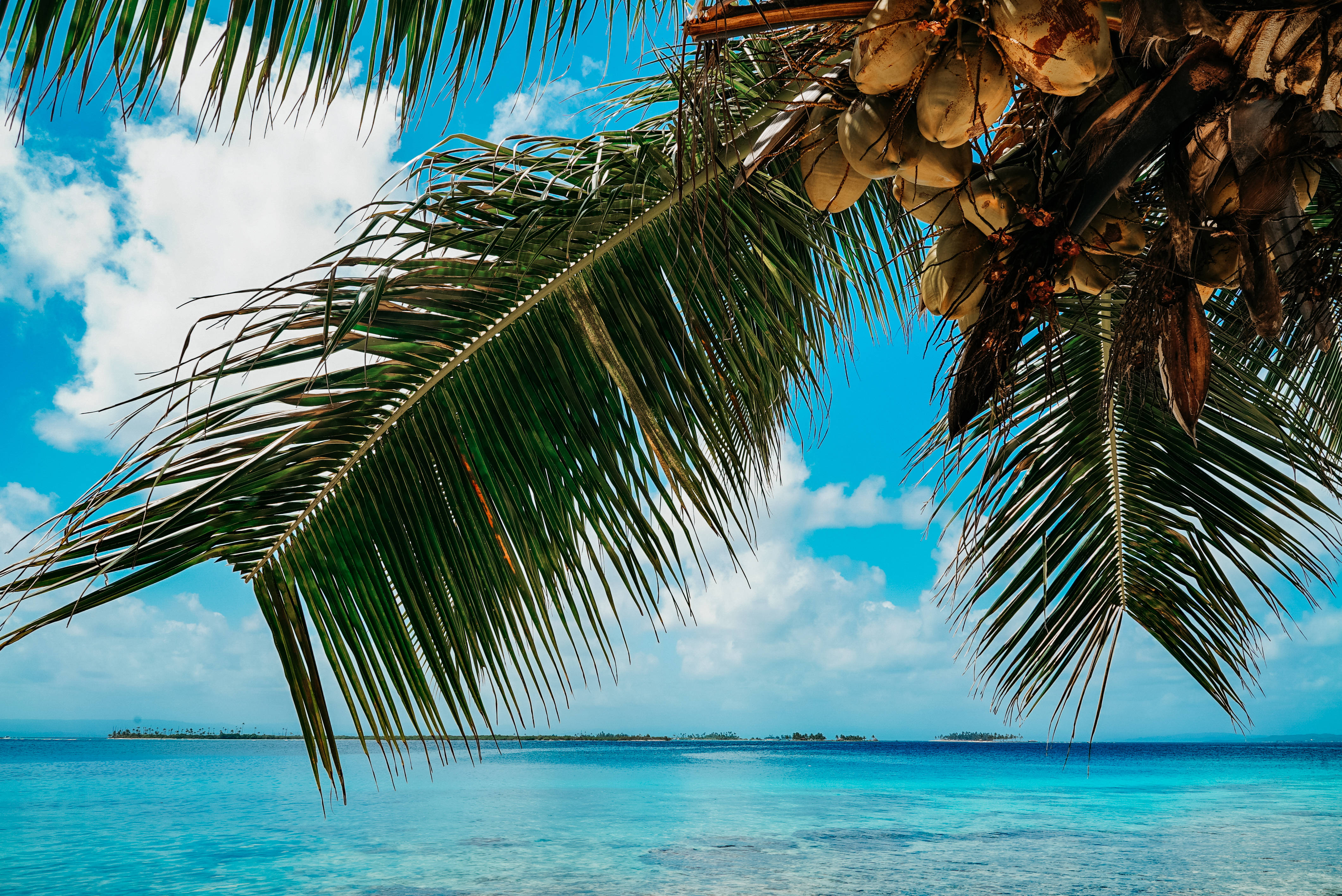 Panama, coconut tree, turquoise ocean, 4K Desktop Wallpaper