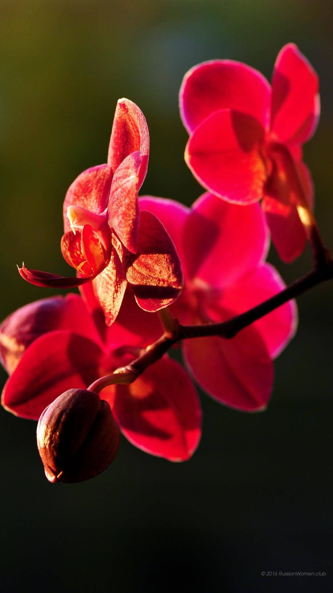 Panasonic, red flowers, orchid blooms, Full HD Phone Wallpaper