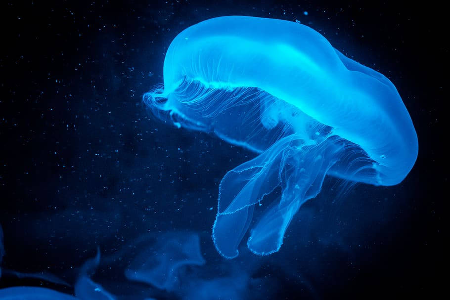 Panasonic, neon blue, jellyfish, SD Desktop Wallpaper