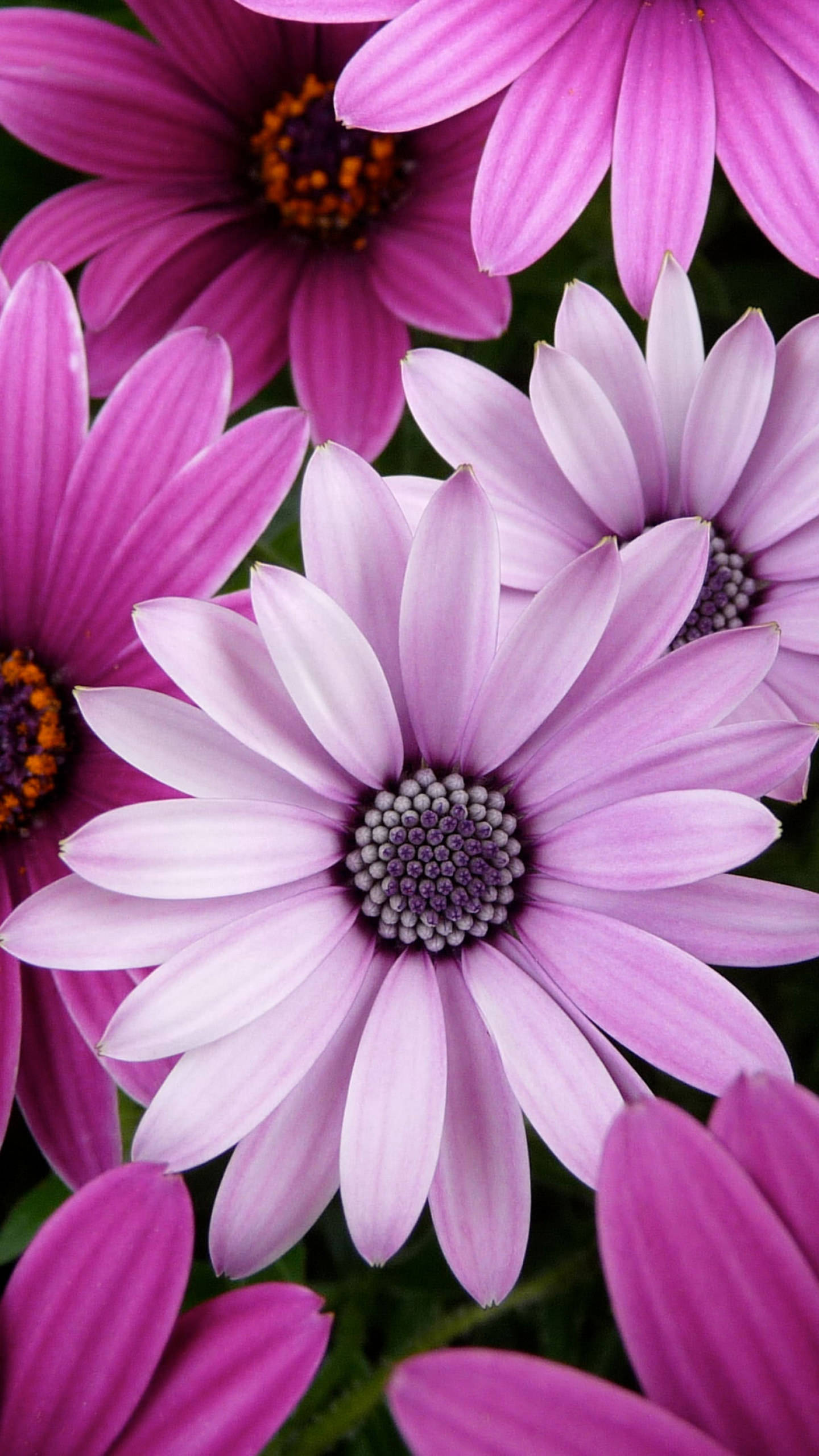 Panasonic, pink flowers, vibrant purple daisies, 2K Phone Wallpaper