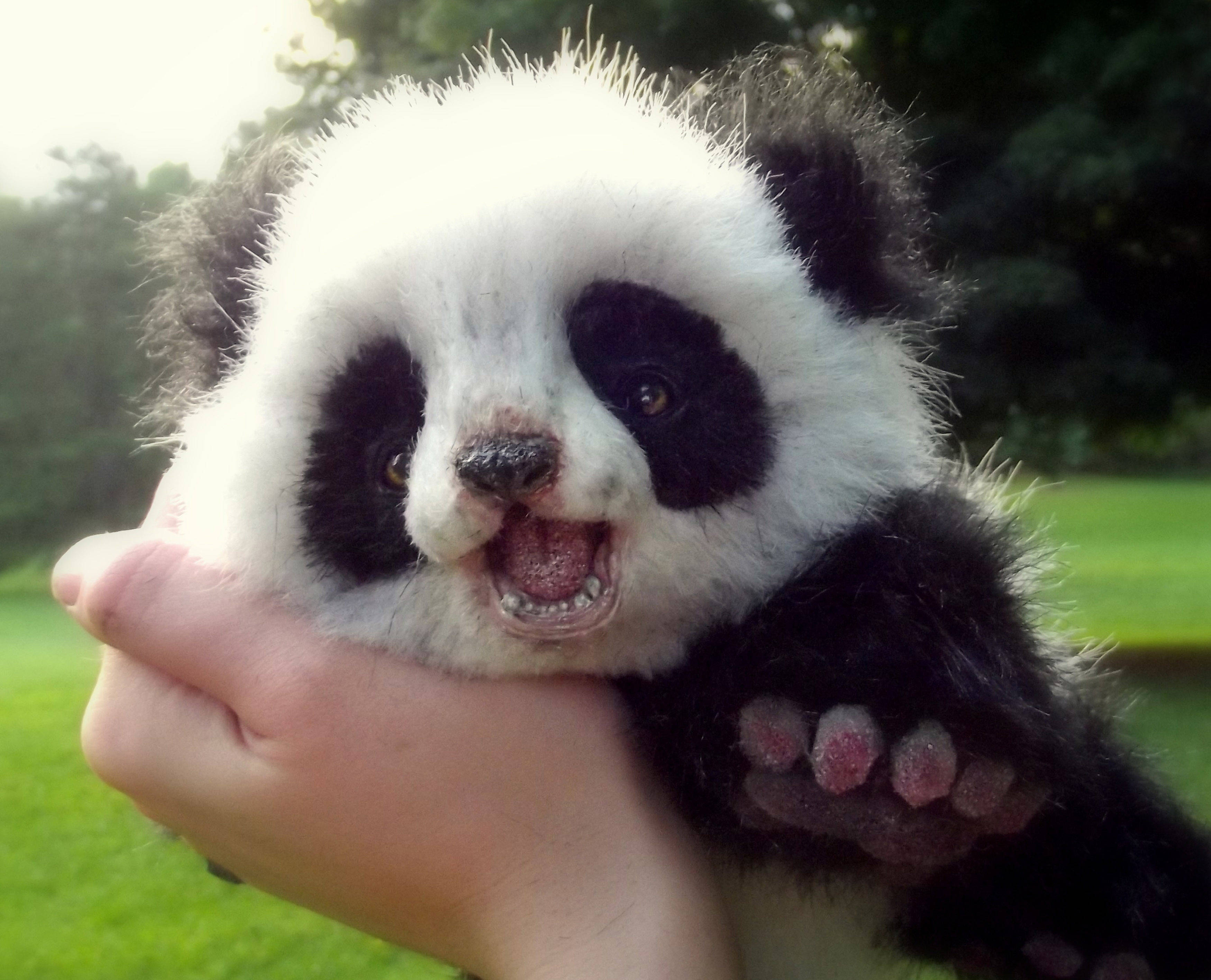baby panda, black eye patches, pink paw pads, 2K Desktop Wallpaper