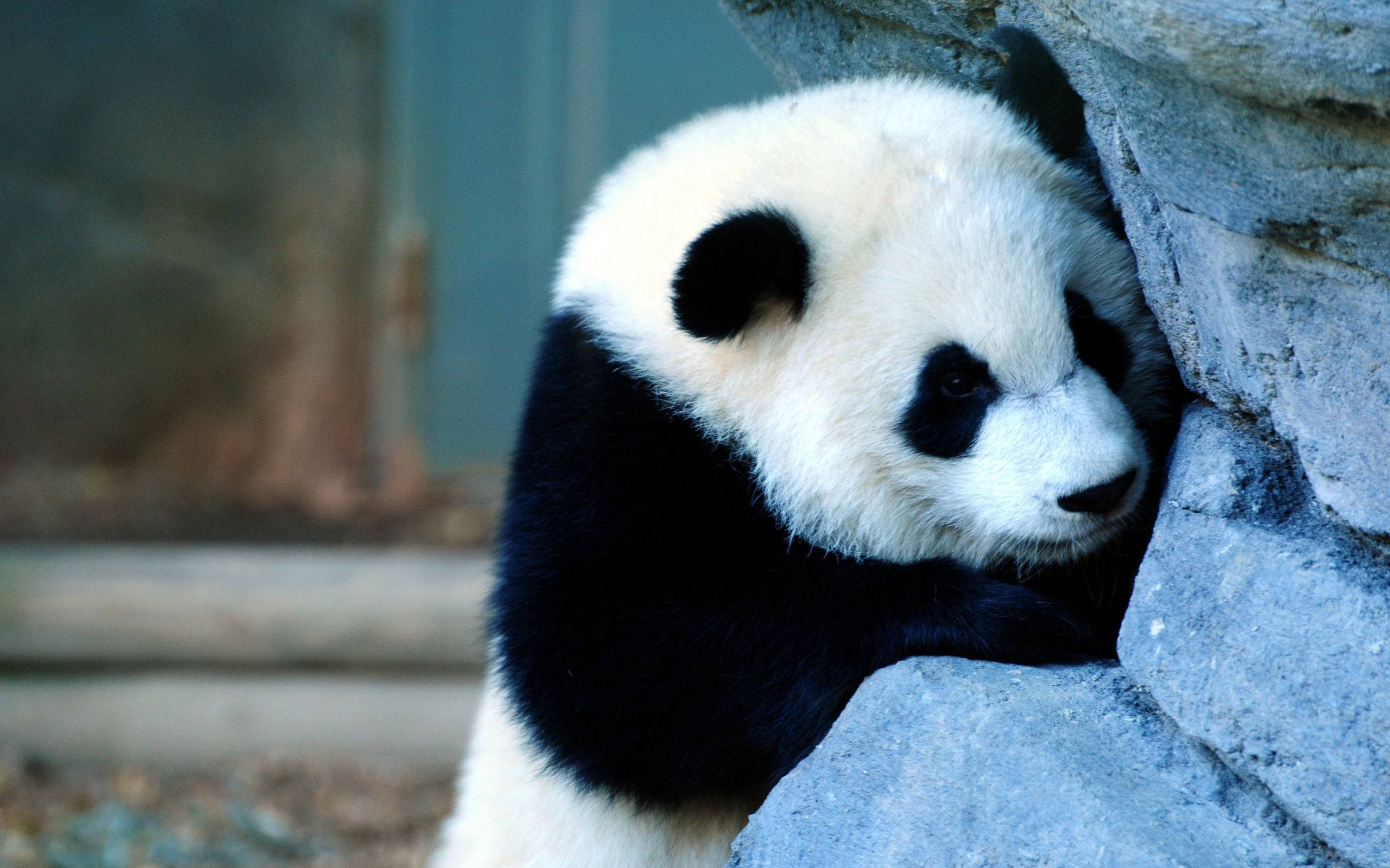 sad baby panda, fluffy giant panda, gray rock, 2K Desktop Wallpaper
