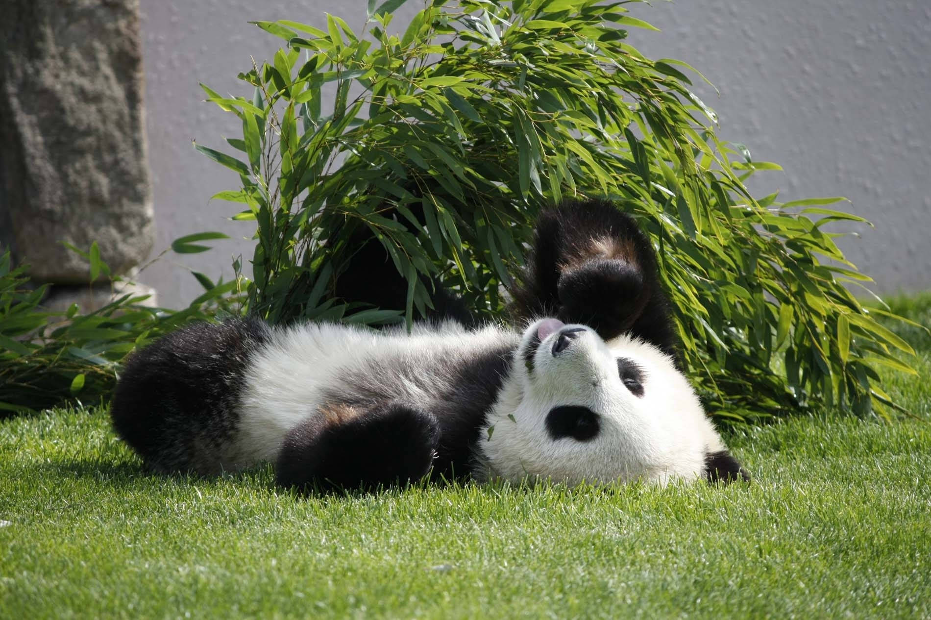 panda, vibrant green grass, lush bamboo leaves, HD Desktop Wallpaper