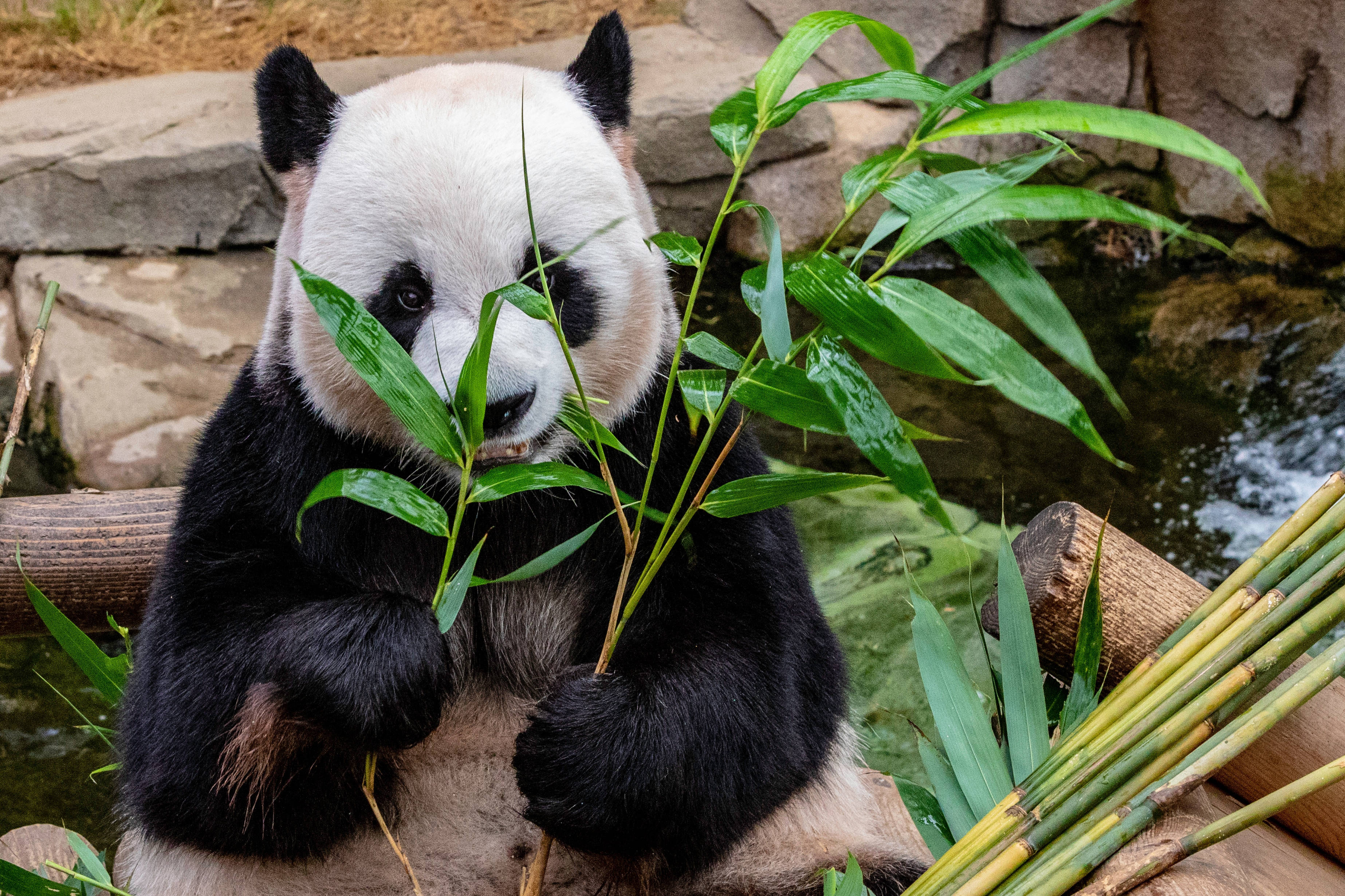 panda, bamboo stalks, lush green leaves, 2K Desktop Wallpaper