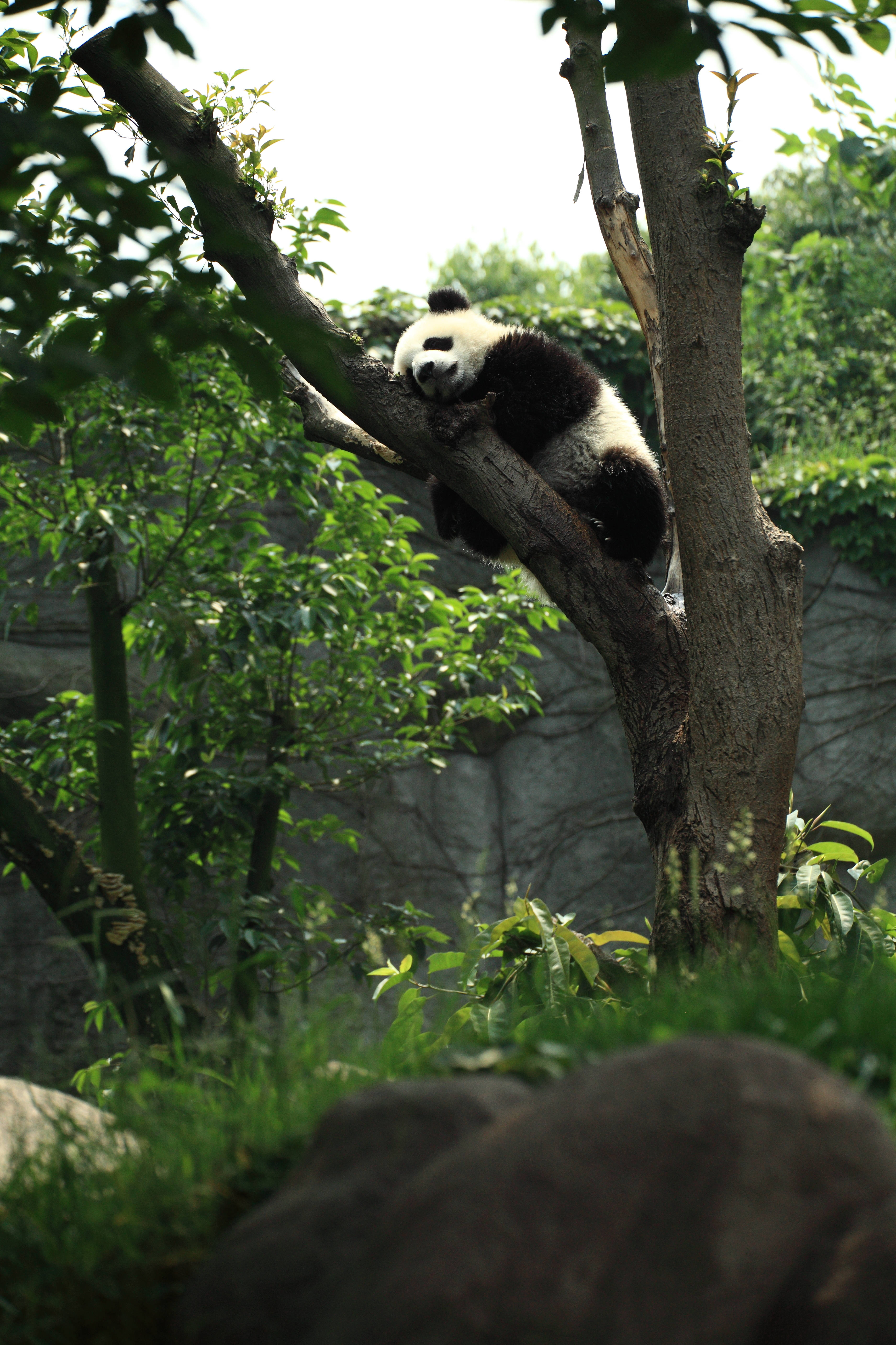 panda, tree branch, lush green foliage, 5K Phone Wallpaper