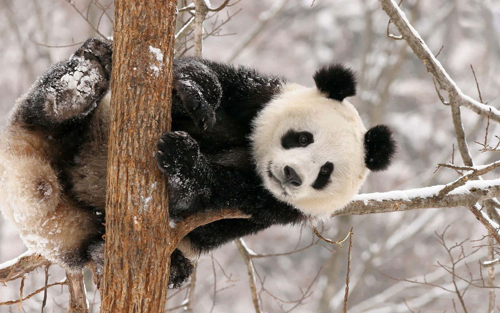 Panda, tree, winter forest, HD Desktop Wallpaper