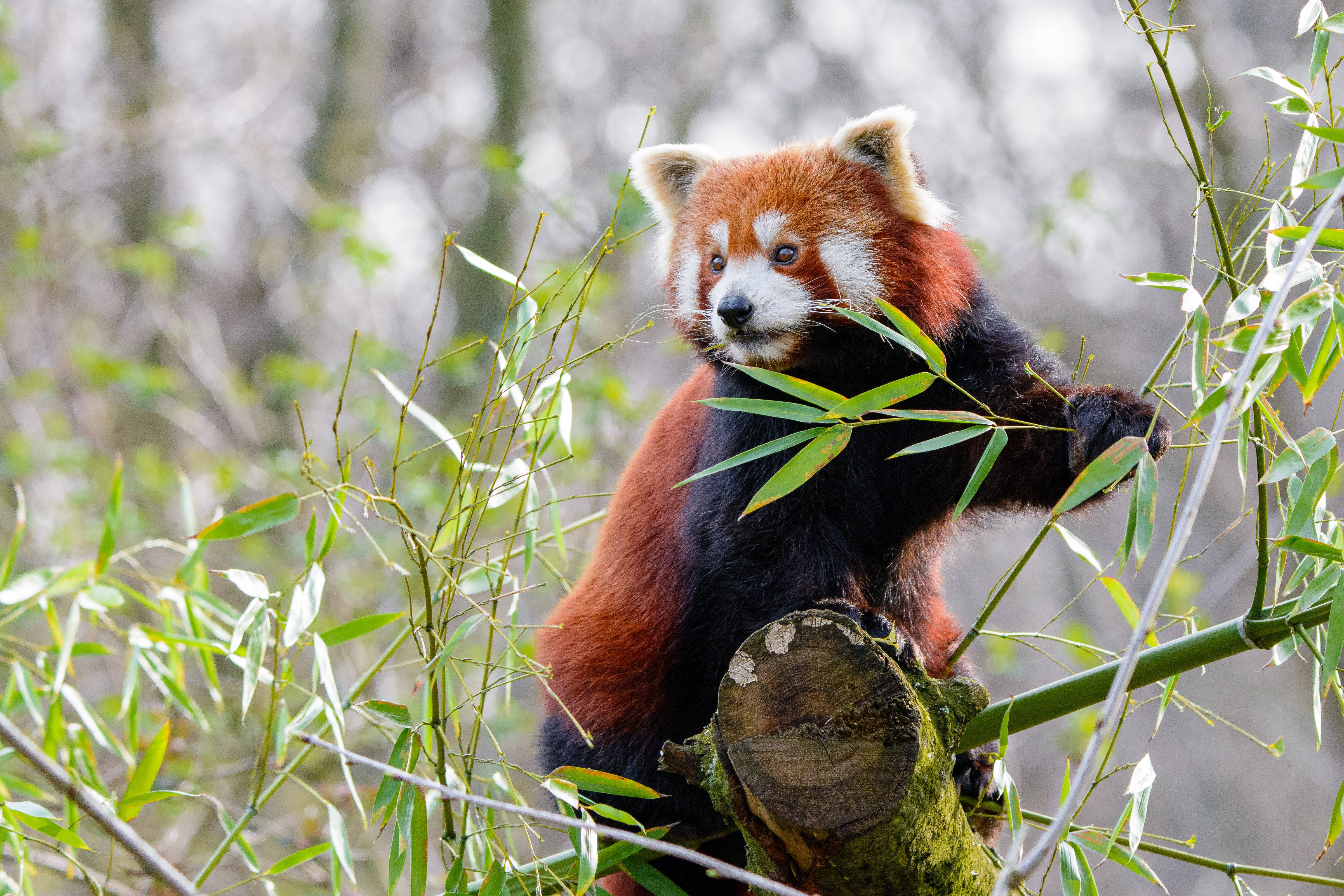 bamboo grass, red panda, mossy tree stump, 4K Desktop Wallpaper