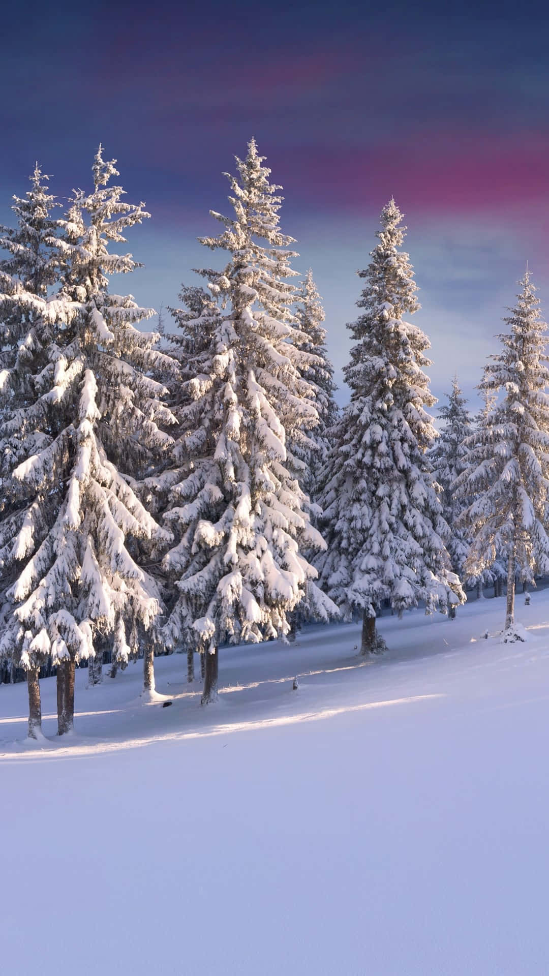 Panorama, 1080 x 1920, winter forest, Full HD Phone Wallpaper