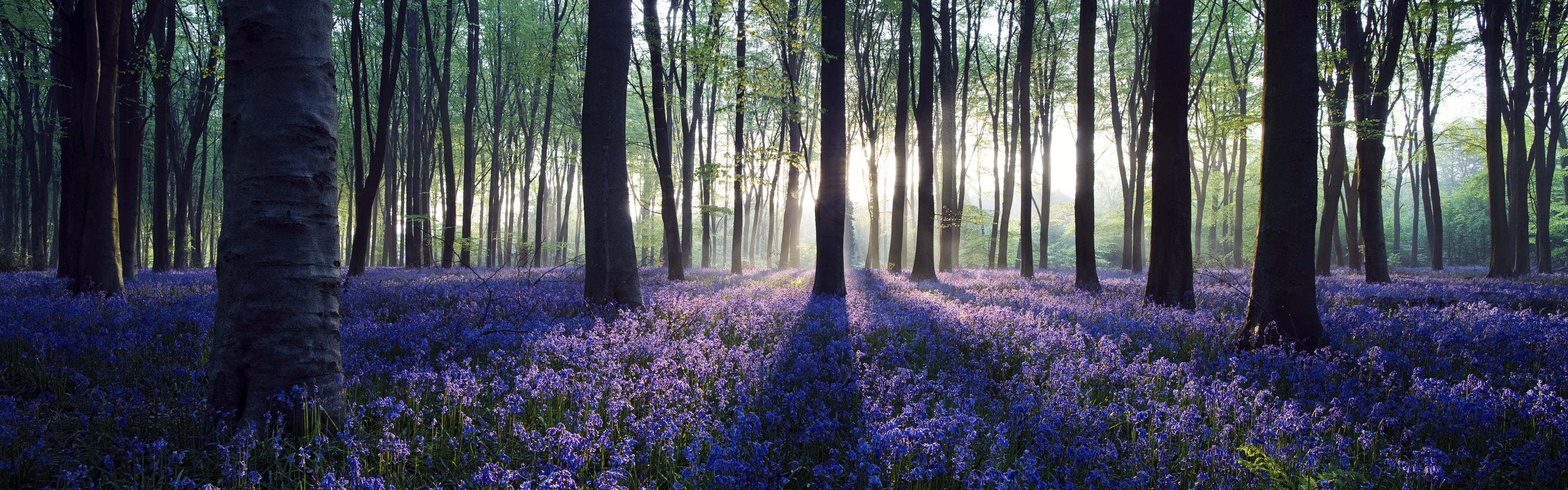 Panoramic Desktop, bluebells, forest, 4K Desktop Wallpaper