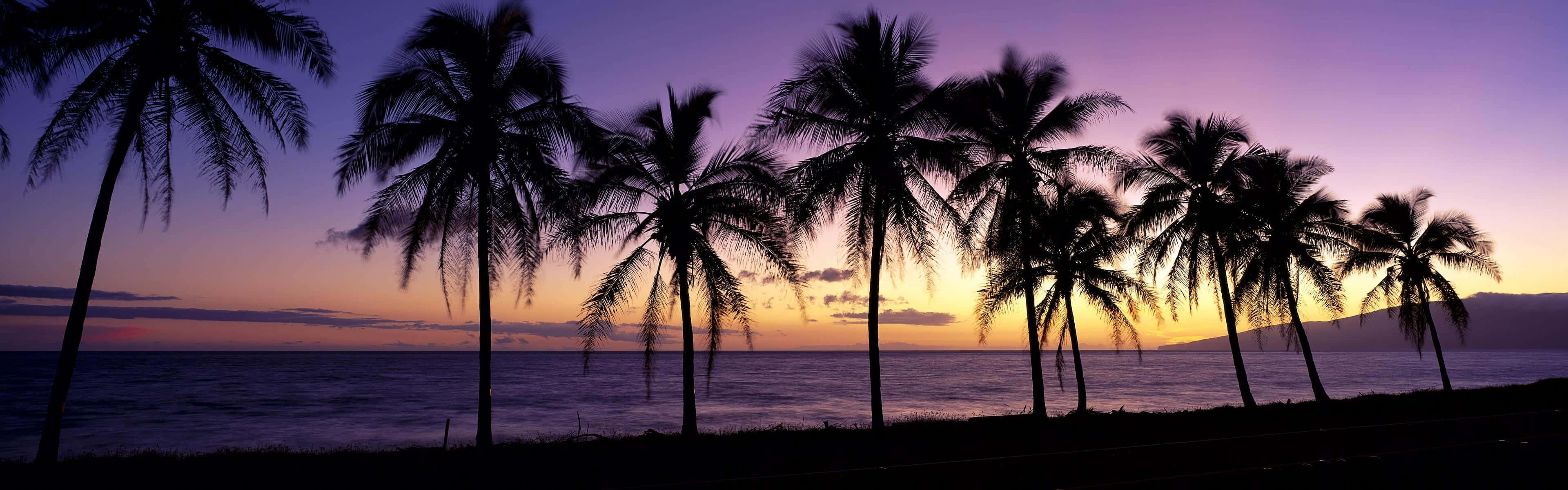Panoramic Desktop, Purple Sky, Palm Trees, 4K Desktop Wallpaper