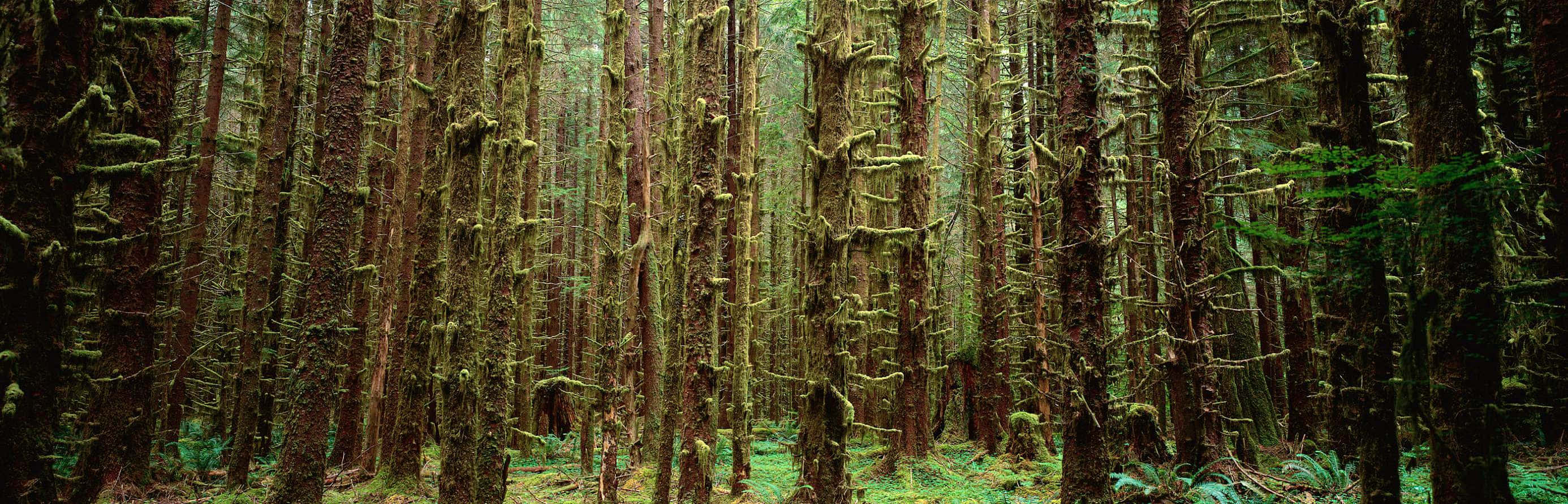 Panoramic Desktop, moss-covered trees, misty temperate rainforest, 2K Desktop Wallpaper