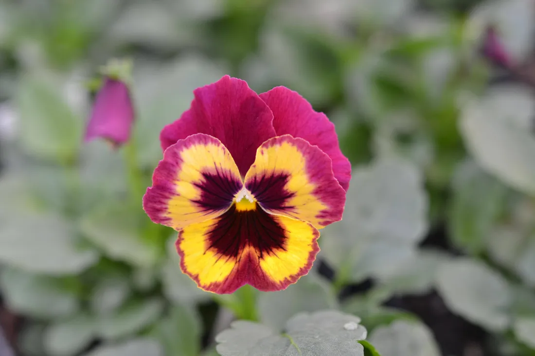 Pansy