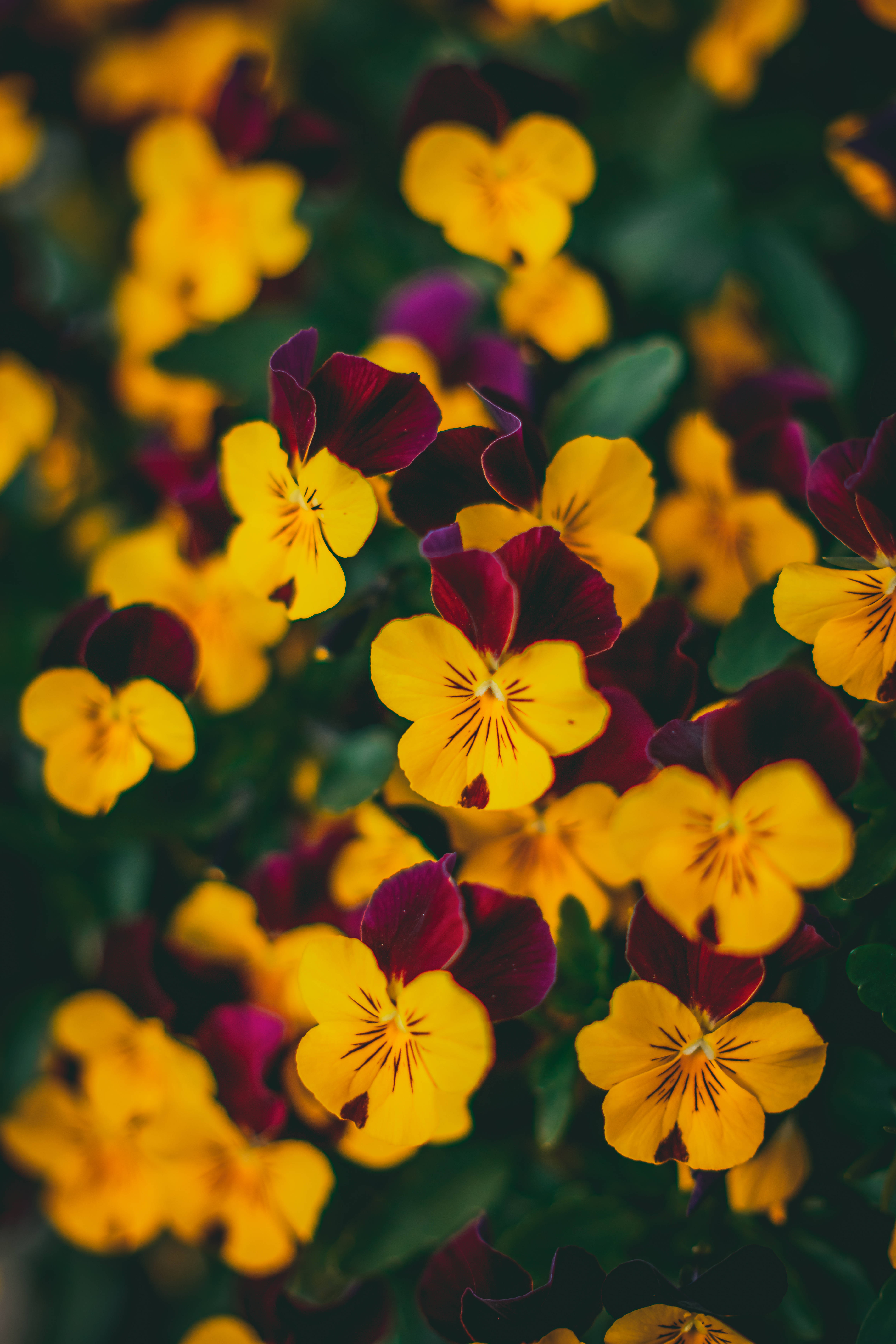 pansies, yellow, deep maroon, 5K Phone Wallpaper