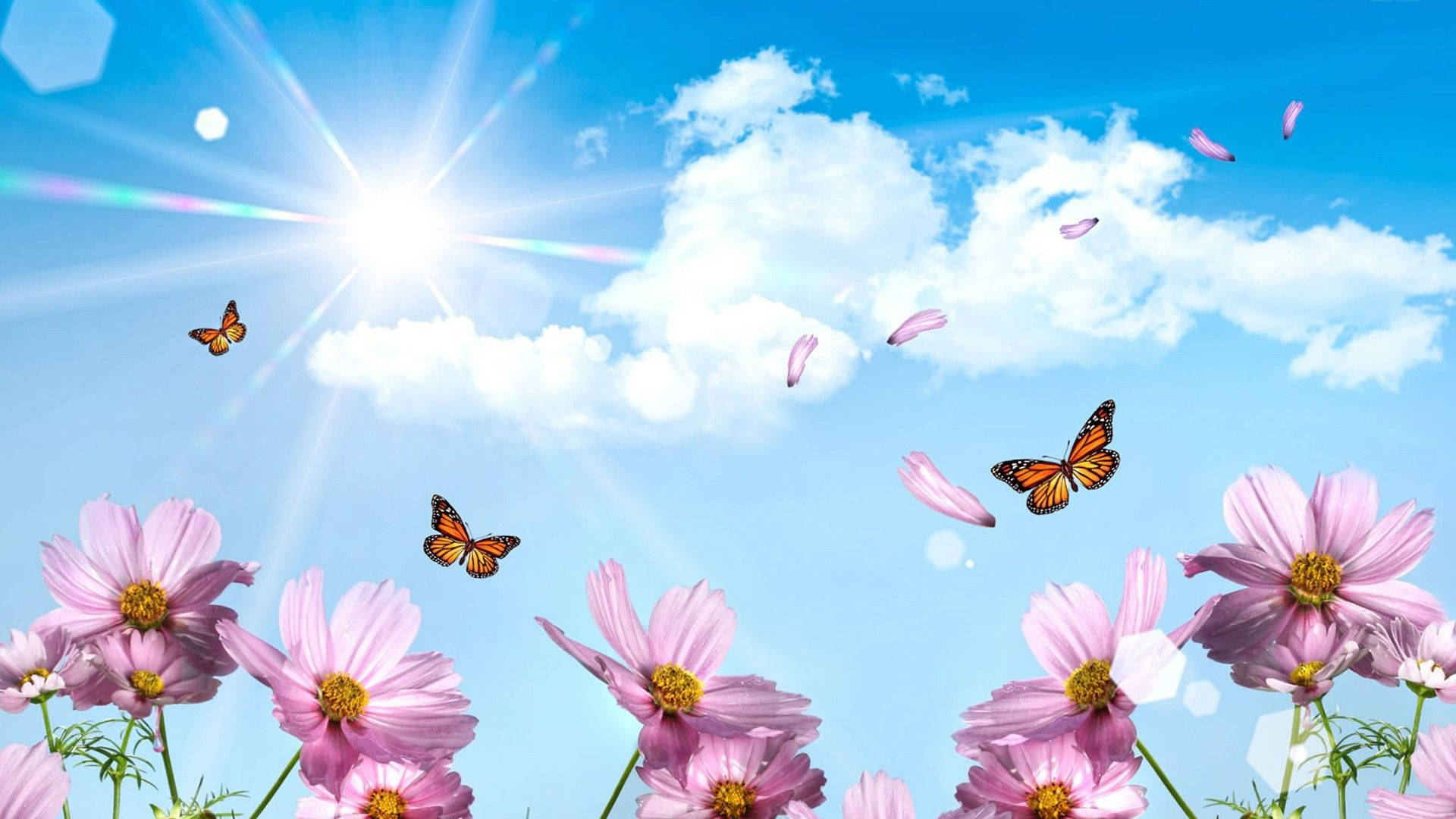 pink pansy, butterflies, bright sun, Full HD Desktop Wallpaper