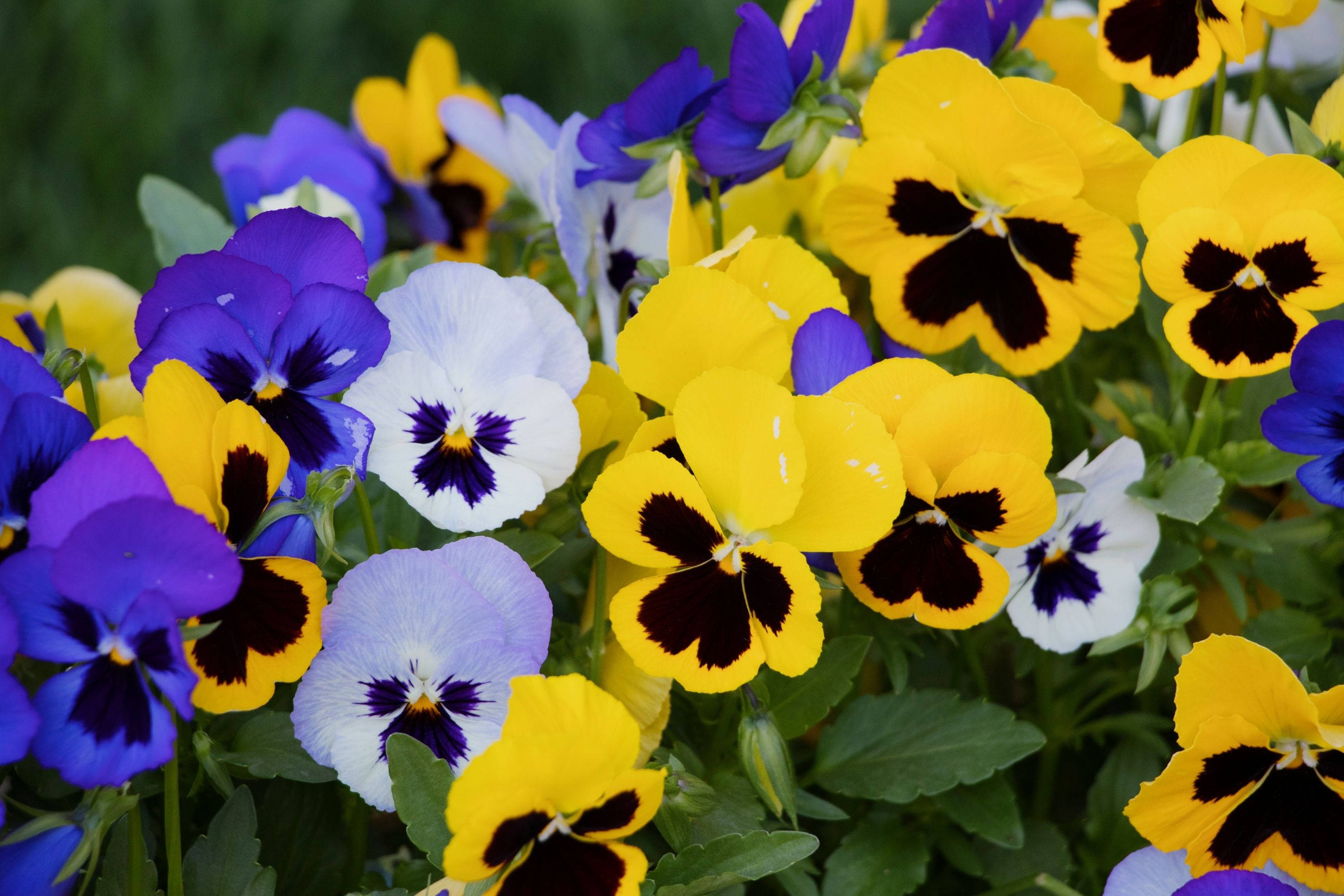 colorful fresh pansy garden, vibrant yellow, purple, 2K Desktop Wallpaper