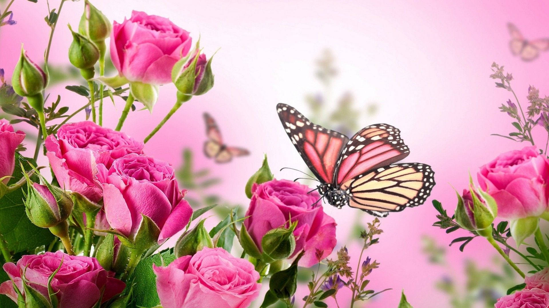 dark pink pansy, monarch butterflies, vibrant pink roses, Full HD Desktop Wallpaper