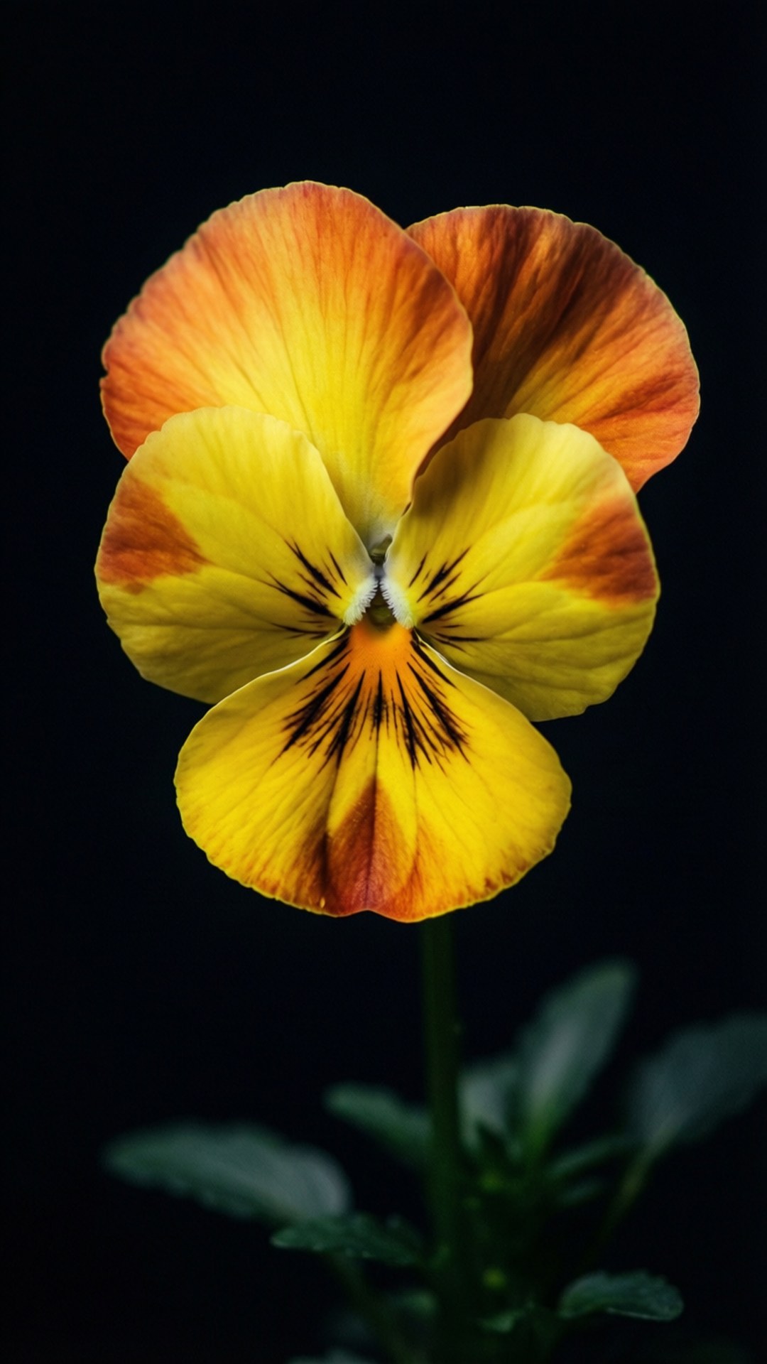 yellow pansy, dark center blooms, stark black background, Full HD Phone Wallpaper