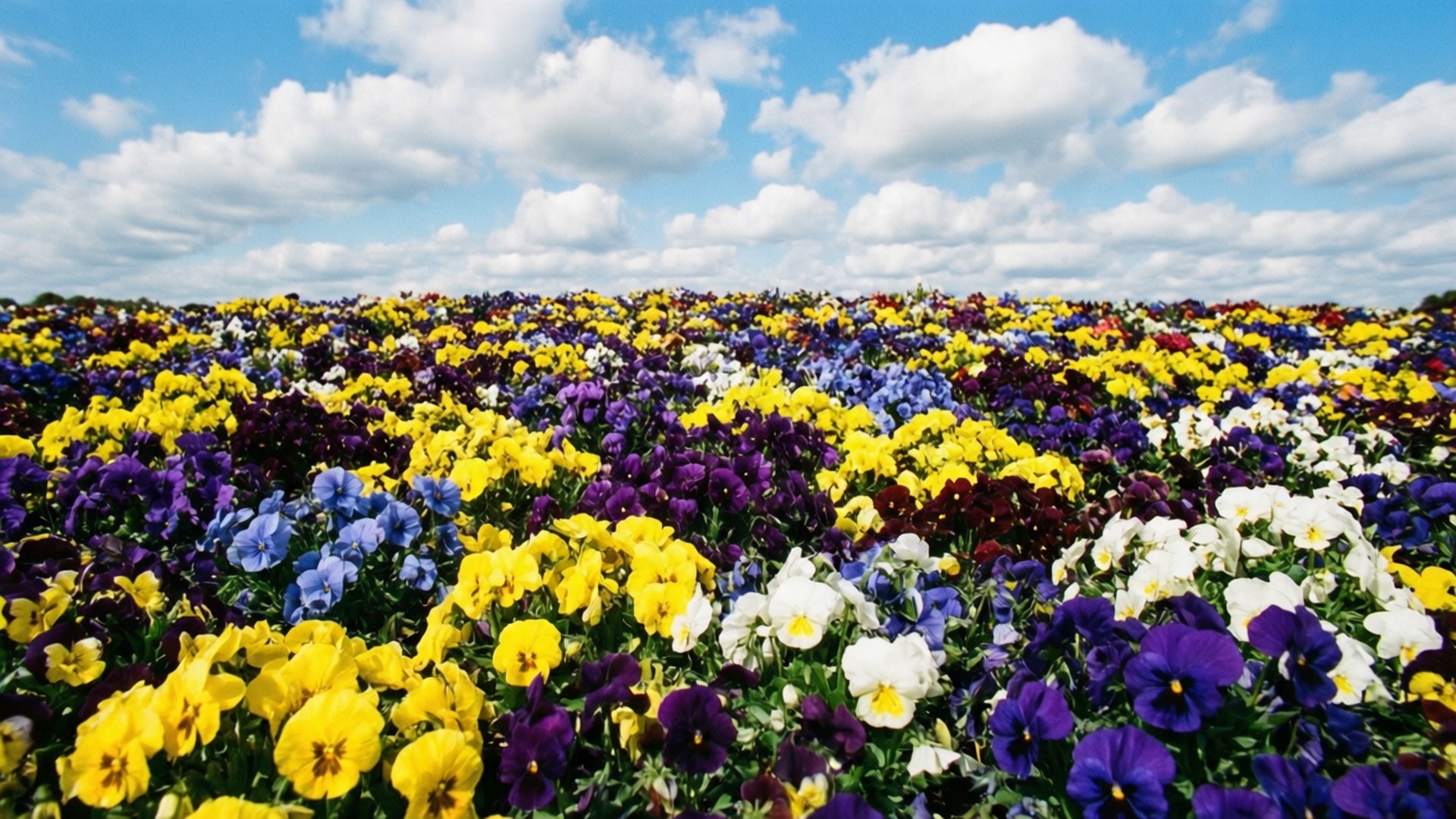 colorful pansy garden vista, vibrant yellow, purple, Full HD Desktop Wallpaper