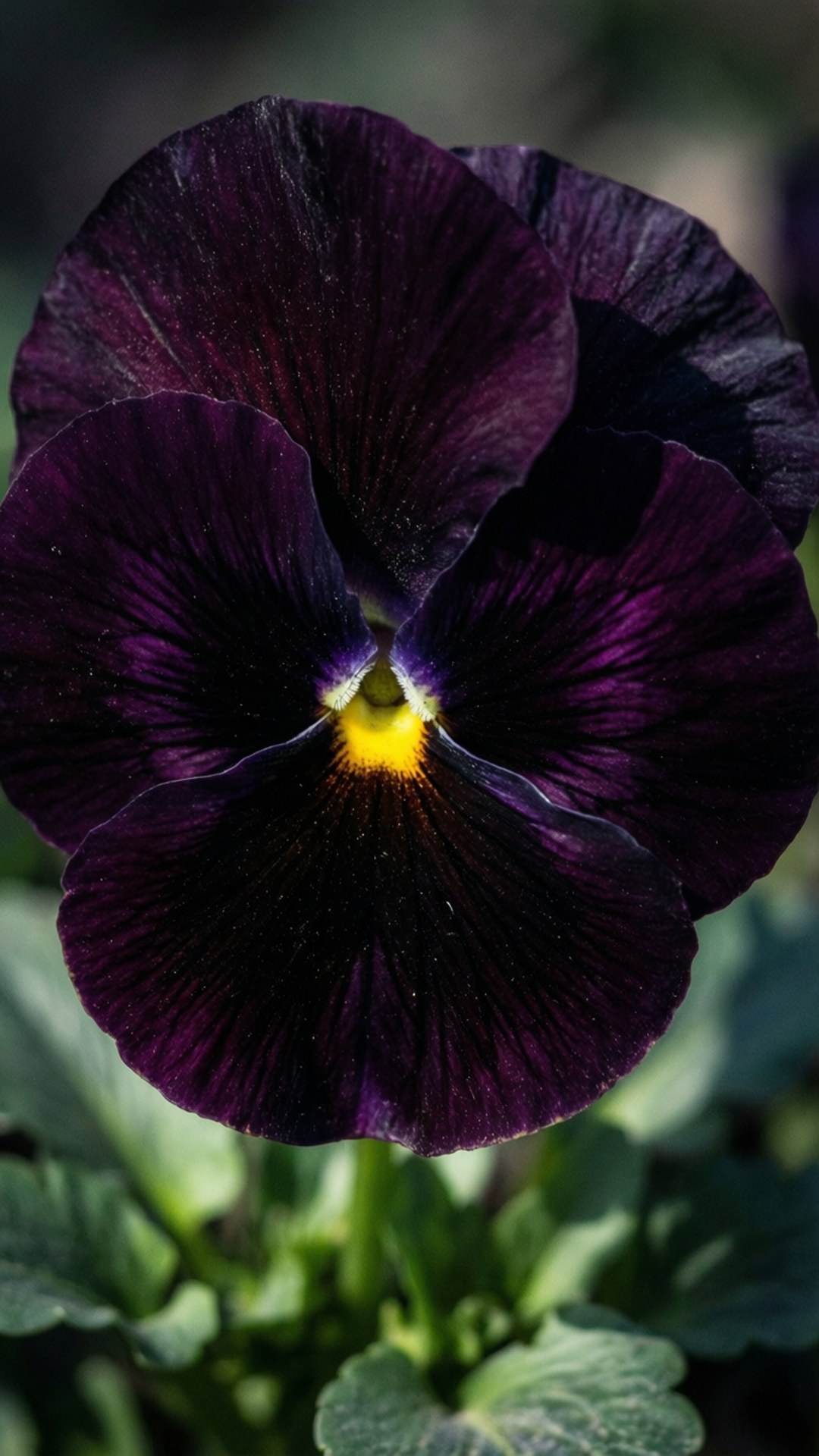 black velvet pansy, deep purple pansy, bright yellow center, Full HD Phone Wallpaper