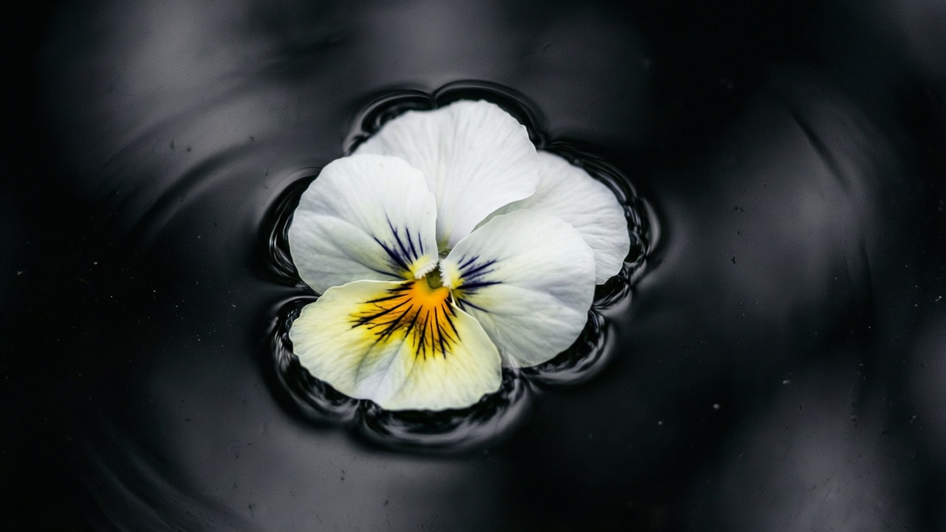 white pansy, yellow and purple center, dark rippling water, Full HD Desktop Wallpaper