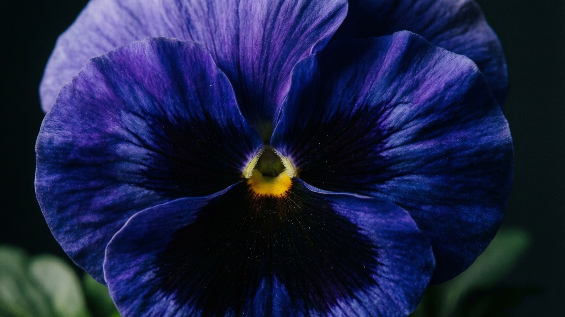 deep blue velvet pansy, deep purple pansy, vibrant yellow center, Full HD Desktop Wallpaper