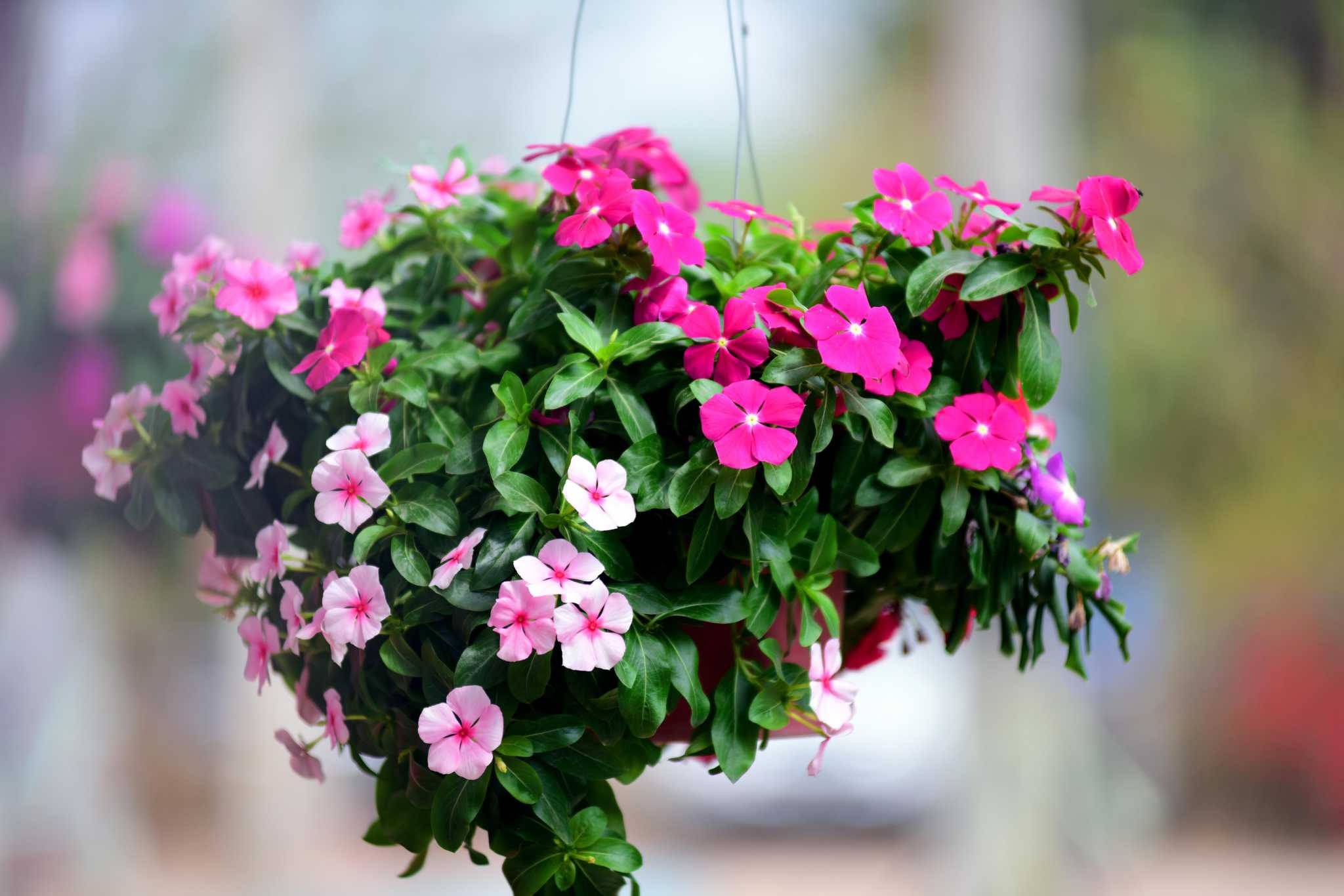 pink, white periwinkle flowers, hanging basket, Full HD Desktop Wallpaper