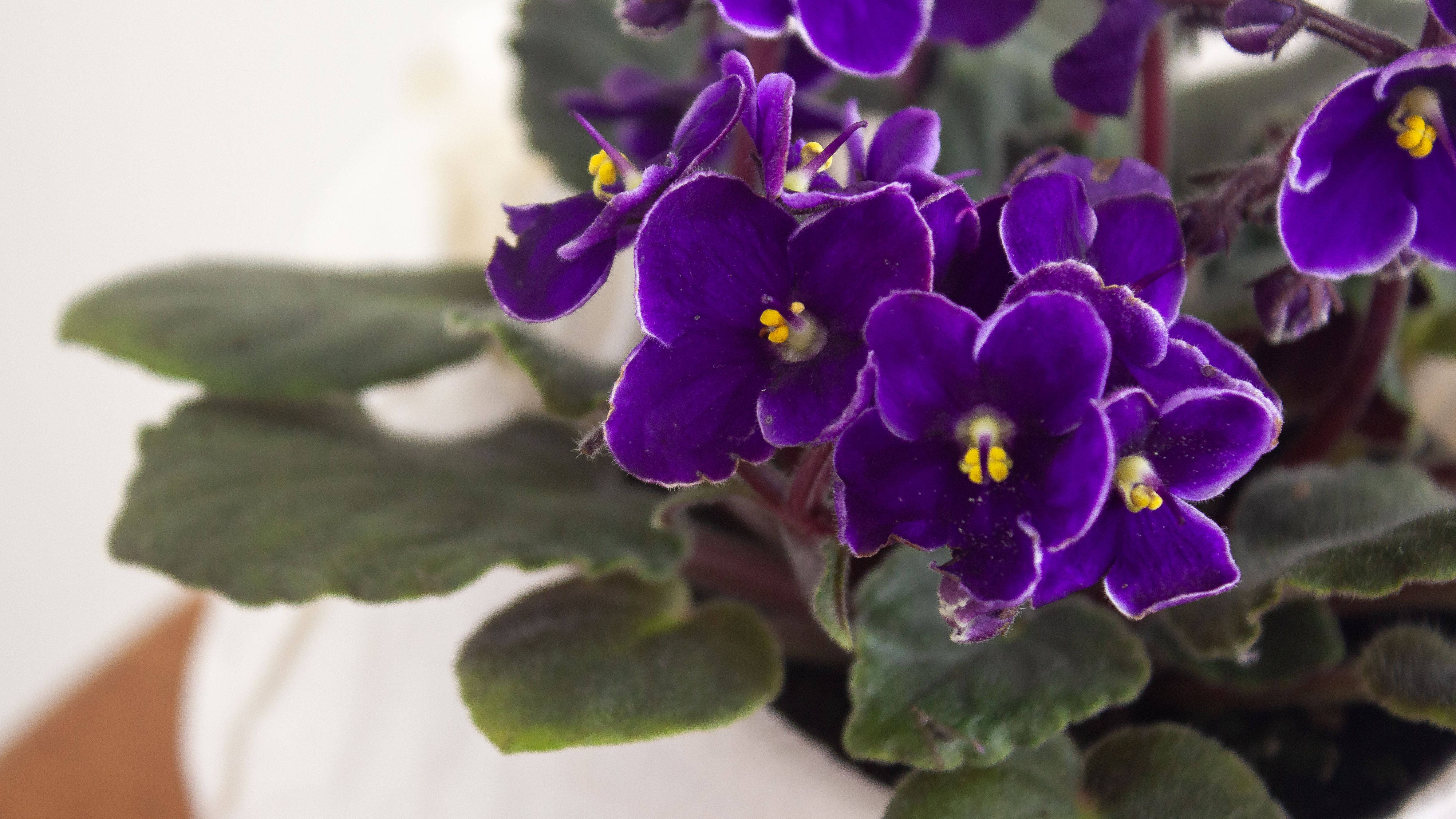 African violet, vibrant purple, yellow centers, 4K Desktop Wallpaper