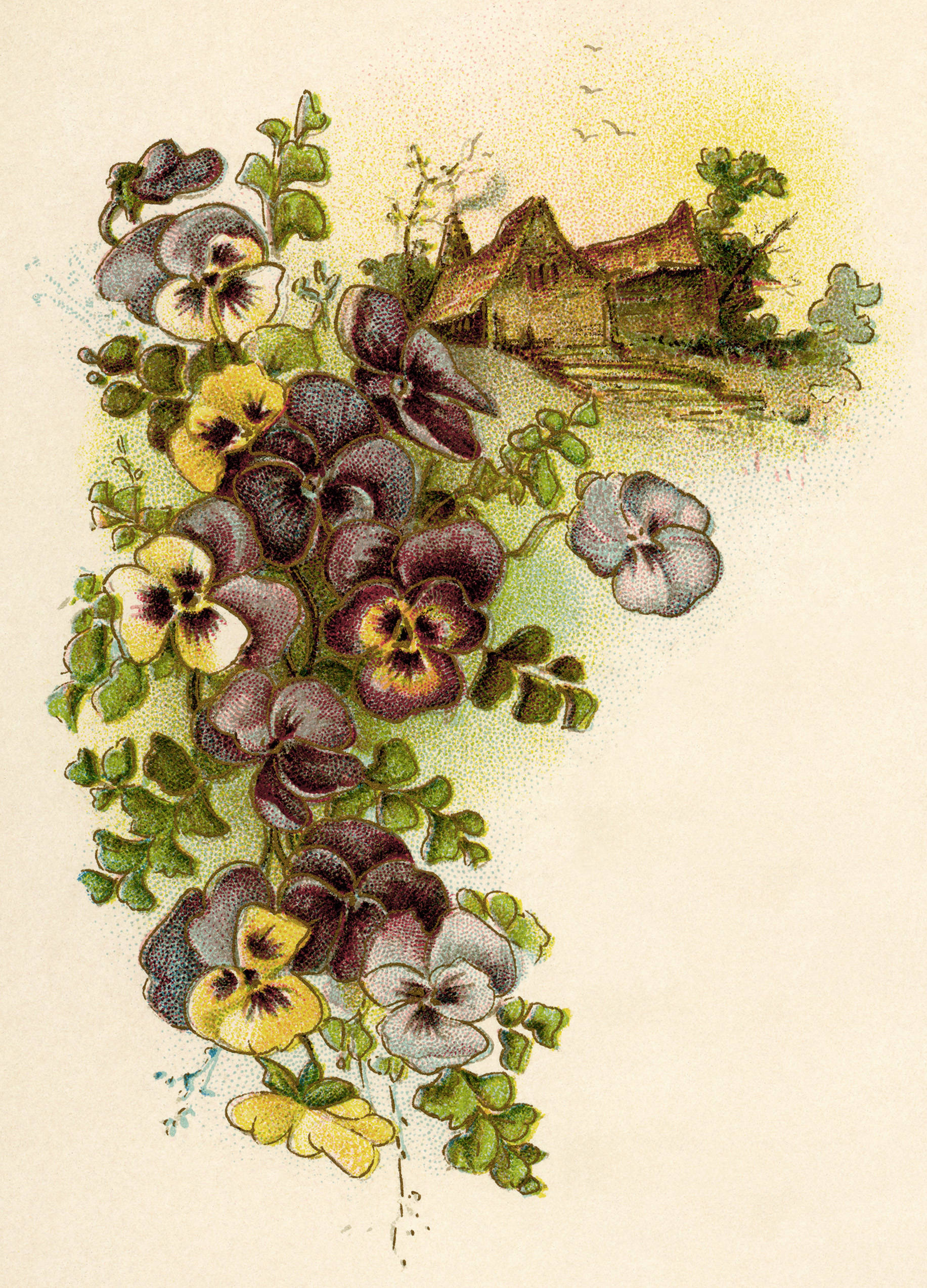 vintage illustration, vibrant pansies, cascading, Full HD Phone Wallpaper