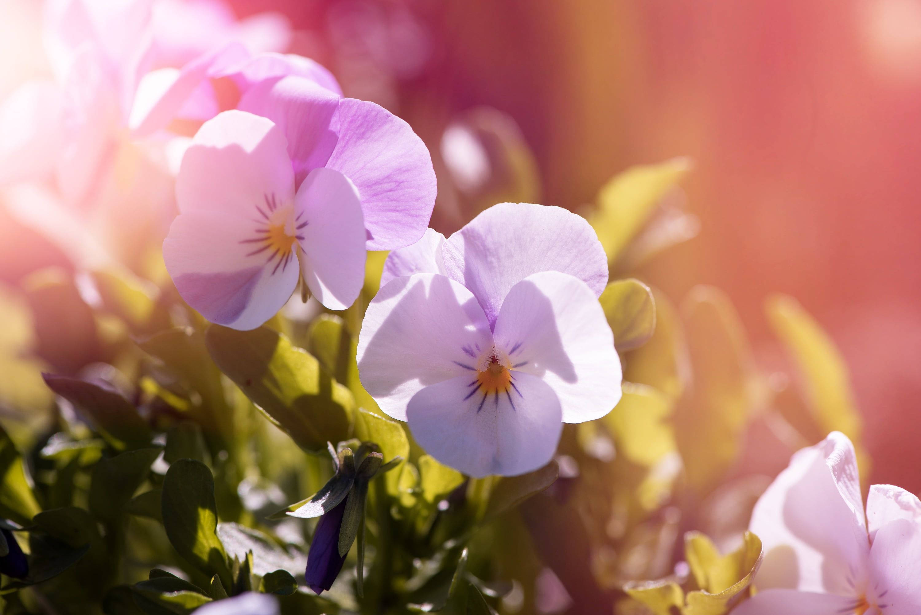 purple pansy, soft pink, white pansies, 2K Desktop Wallpaper