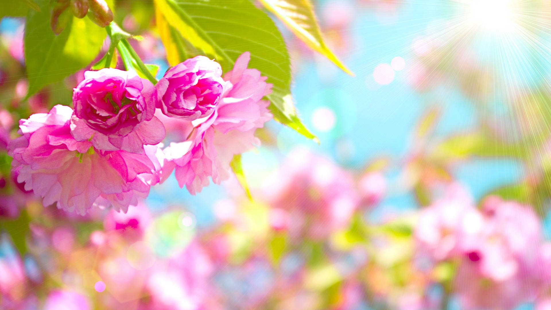 pink cherry blossoms, bright blue sky, sun rays, Full HD Desktop Wallpaper