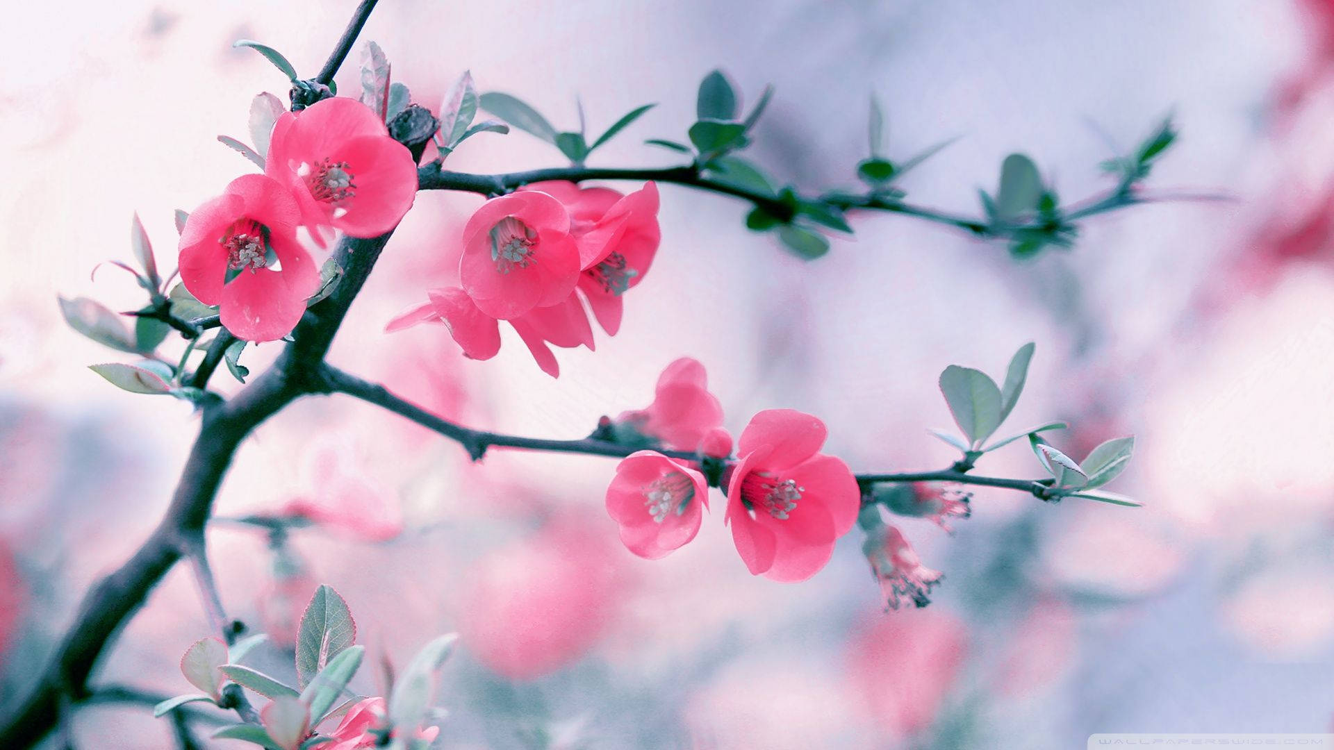 Sweet Coral Hanging Pansy, pink blossoms, dark branches, Full HD Desktop Wallpaper