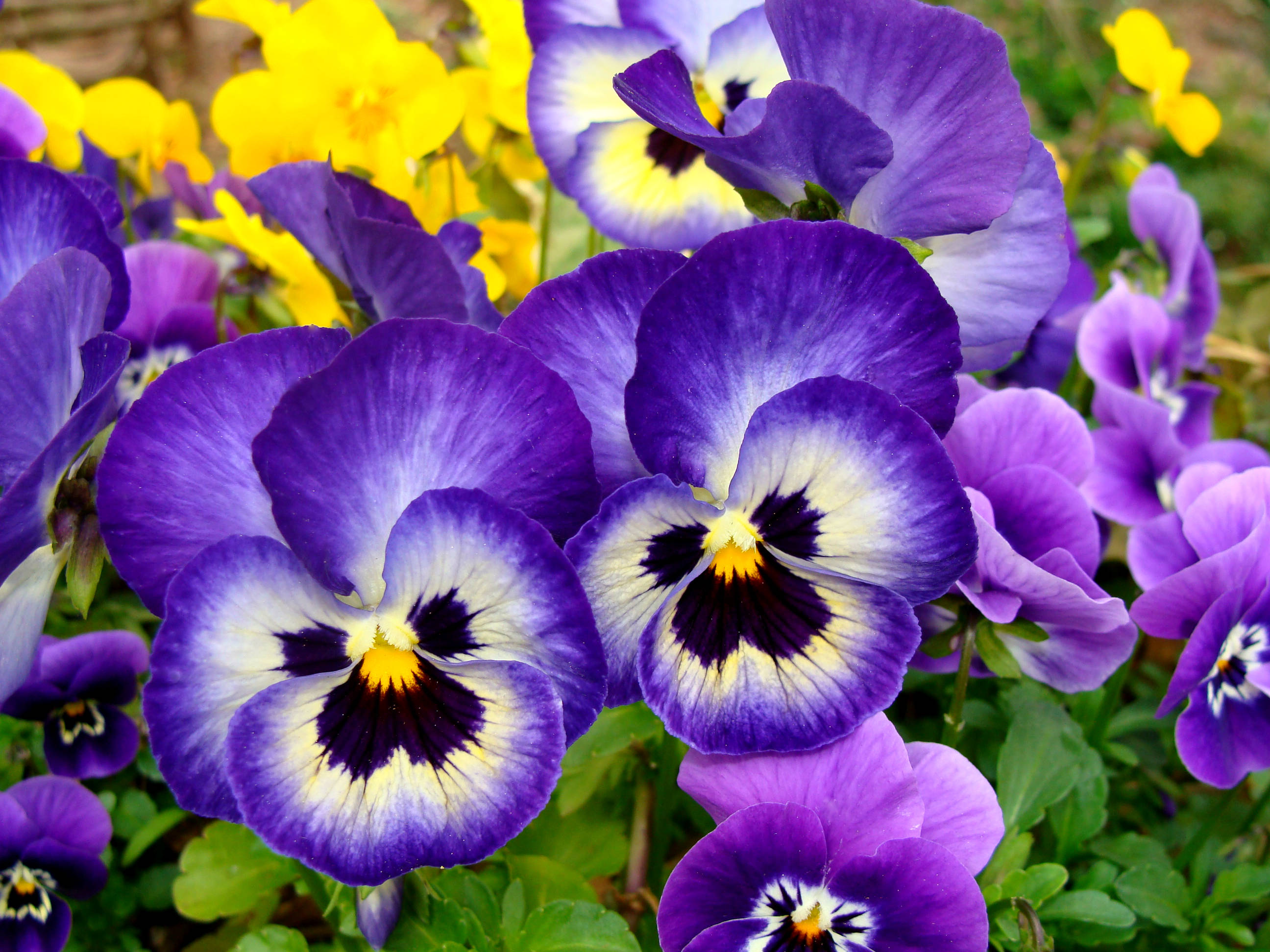purple pansy, garden, yellow centers, 2K Desktop Wallpaper
