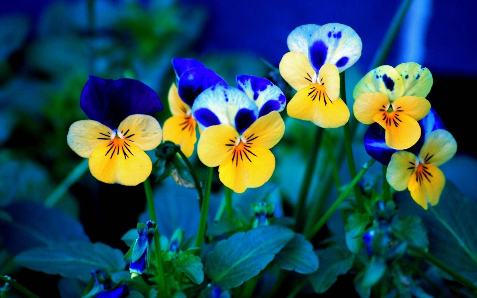 tiny blue and yellow pansy, vibrant yellow, blue pansies, Full HD Desktop Wallpaper