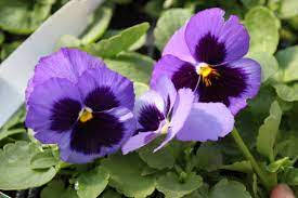purple pansies, dark centers, lush green foliage, SD Desktop Wallpaper