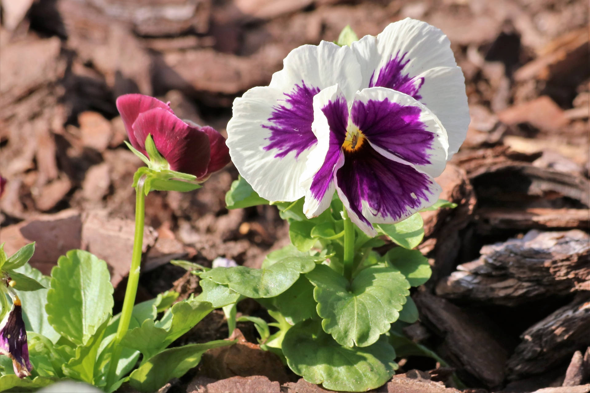 white purple pansy, woods, green leaves, Full HD Desktop Wallpaper