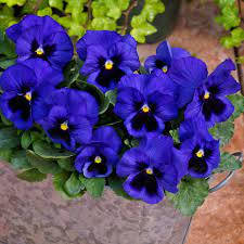 pansies, vibrant purple, yellow centers, SD Desktop Wallpaper