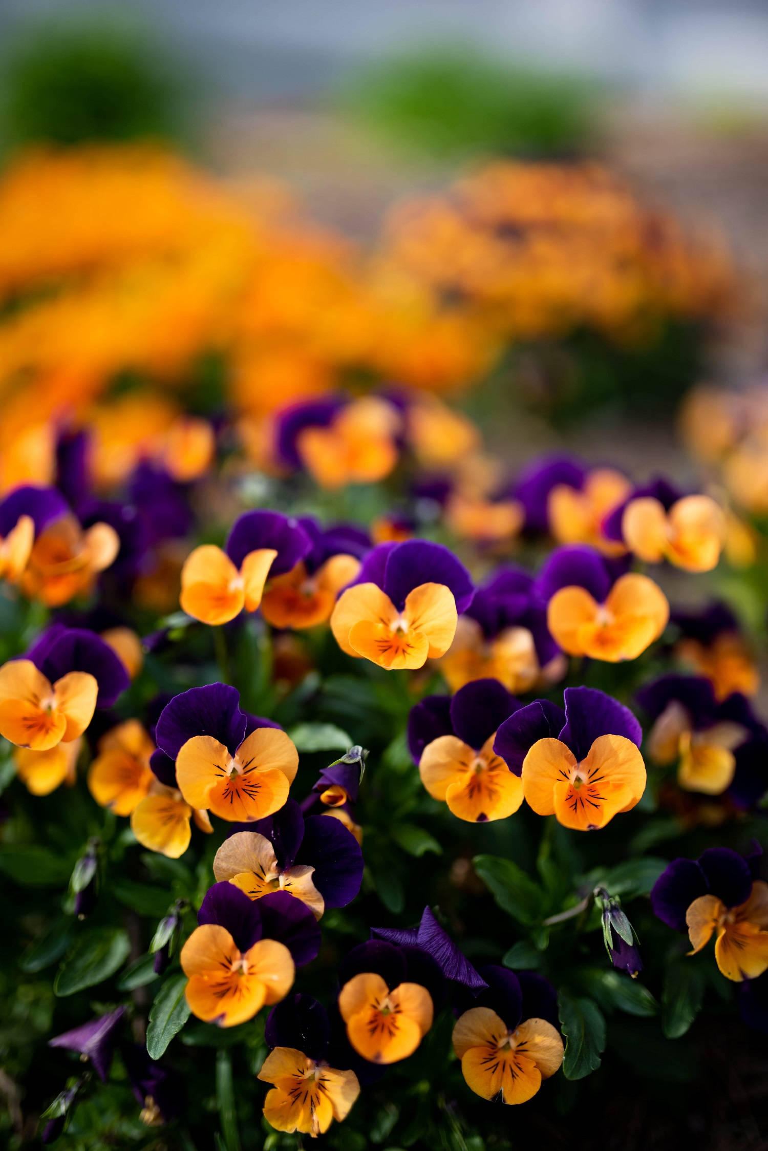 mixed purple yellow pansy garden, purple, yellow, Full HD Phone Wallpaper