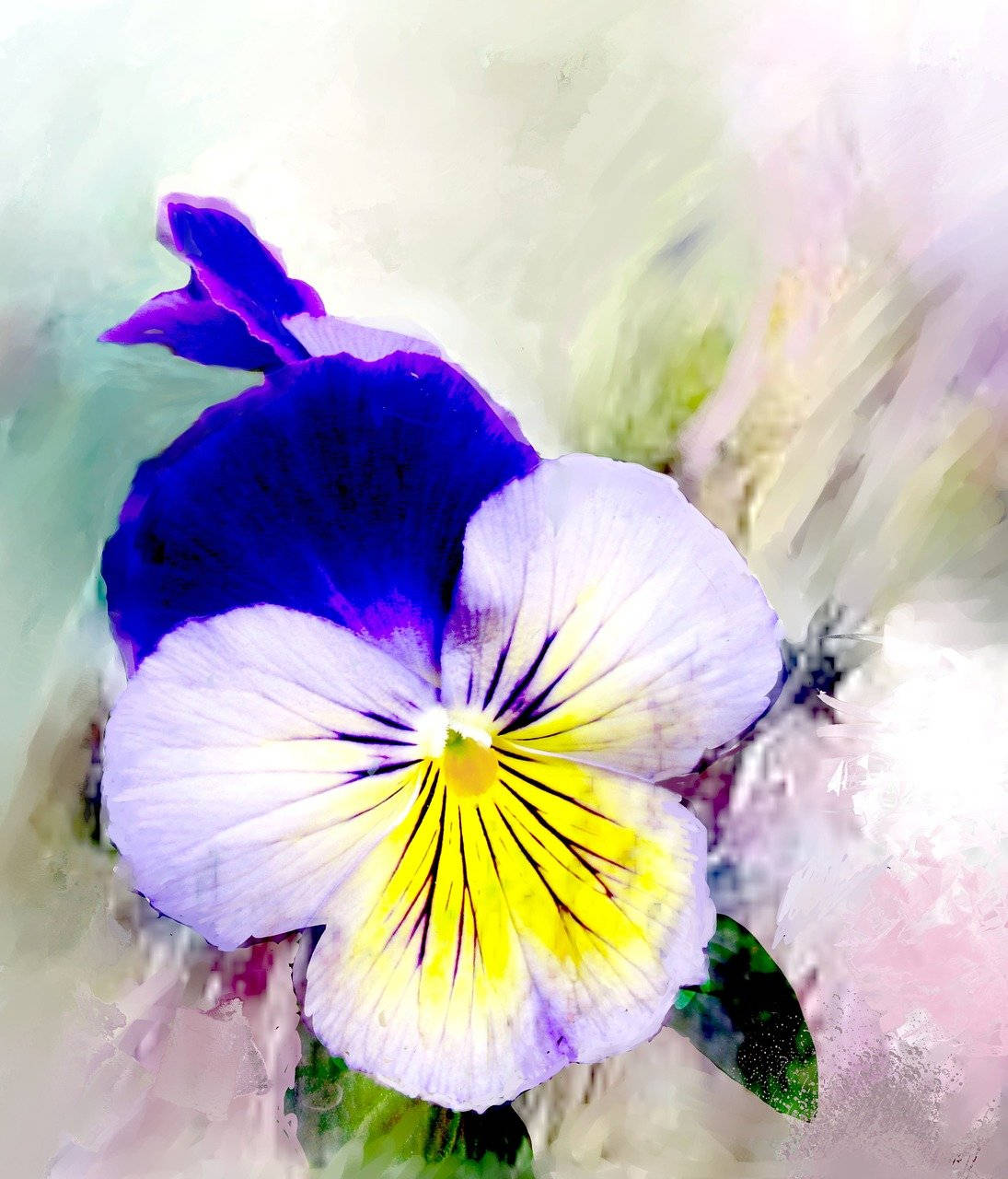 pansy, purple, white, HD Phone Wallpaper