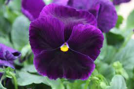 purple pansy, deep purple, bright yellow center, SD Desktop Wallpaper