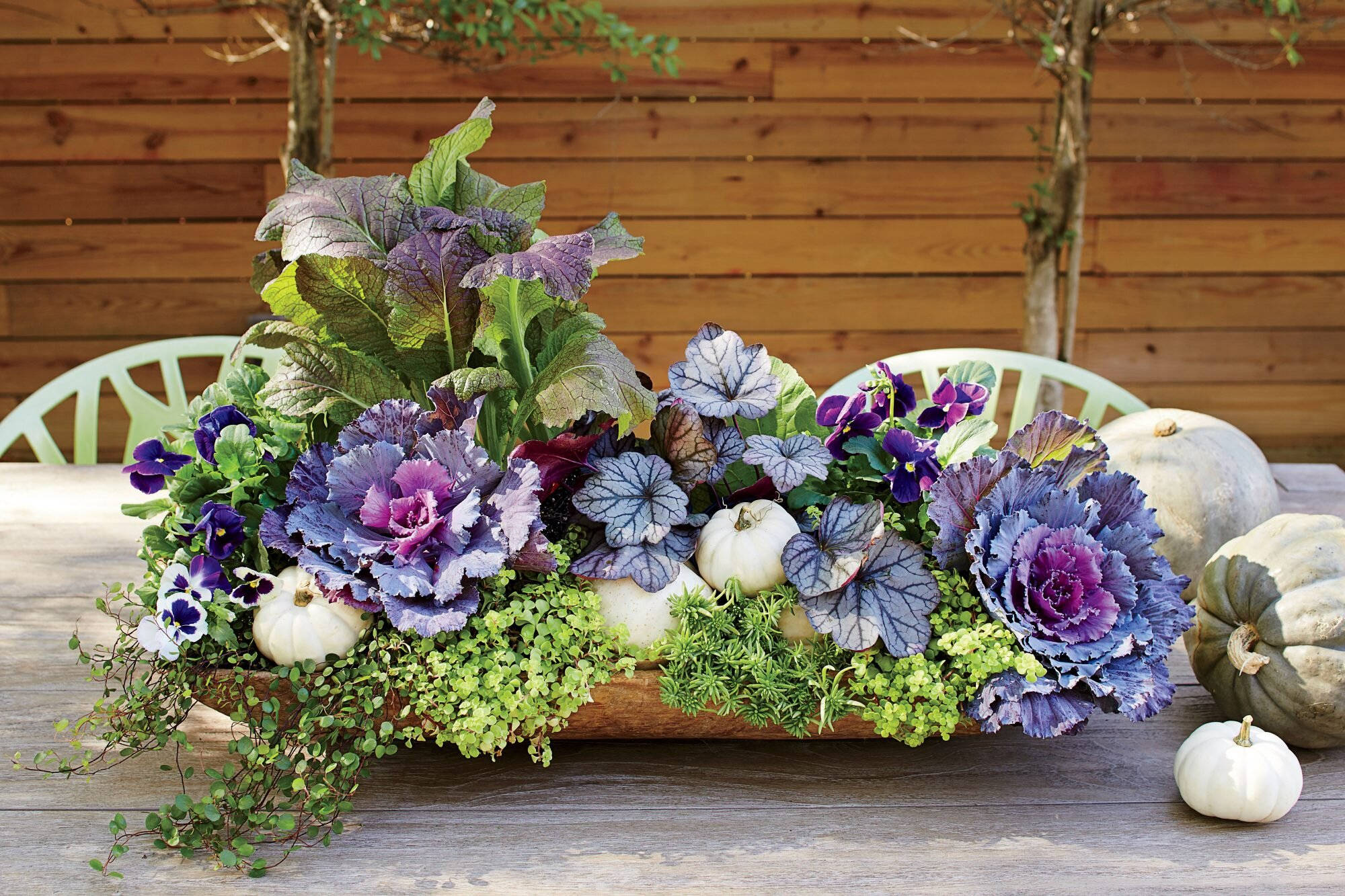 purple kale, pansies, wooden tray, Full HD Desktop Wallpaper