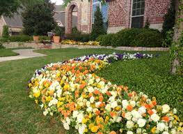 pansy flowers, yellow orange, white blooms, SD Desktop Wallpaper