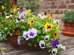 pansy, purple, yellow, SD Desktop Wallpaper