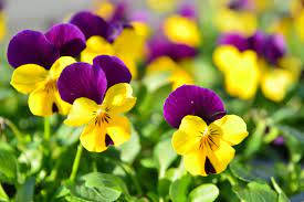 vibrant purple pansies, yellow pansies, lush green foliage, SD Desktop Wallpaper