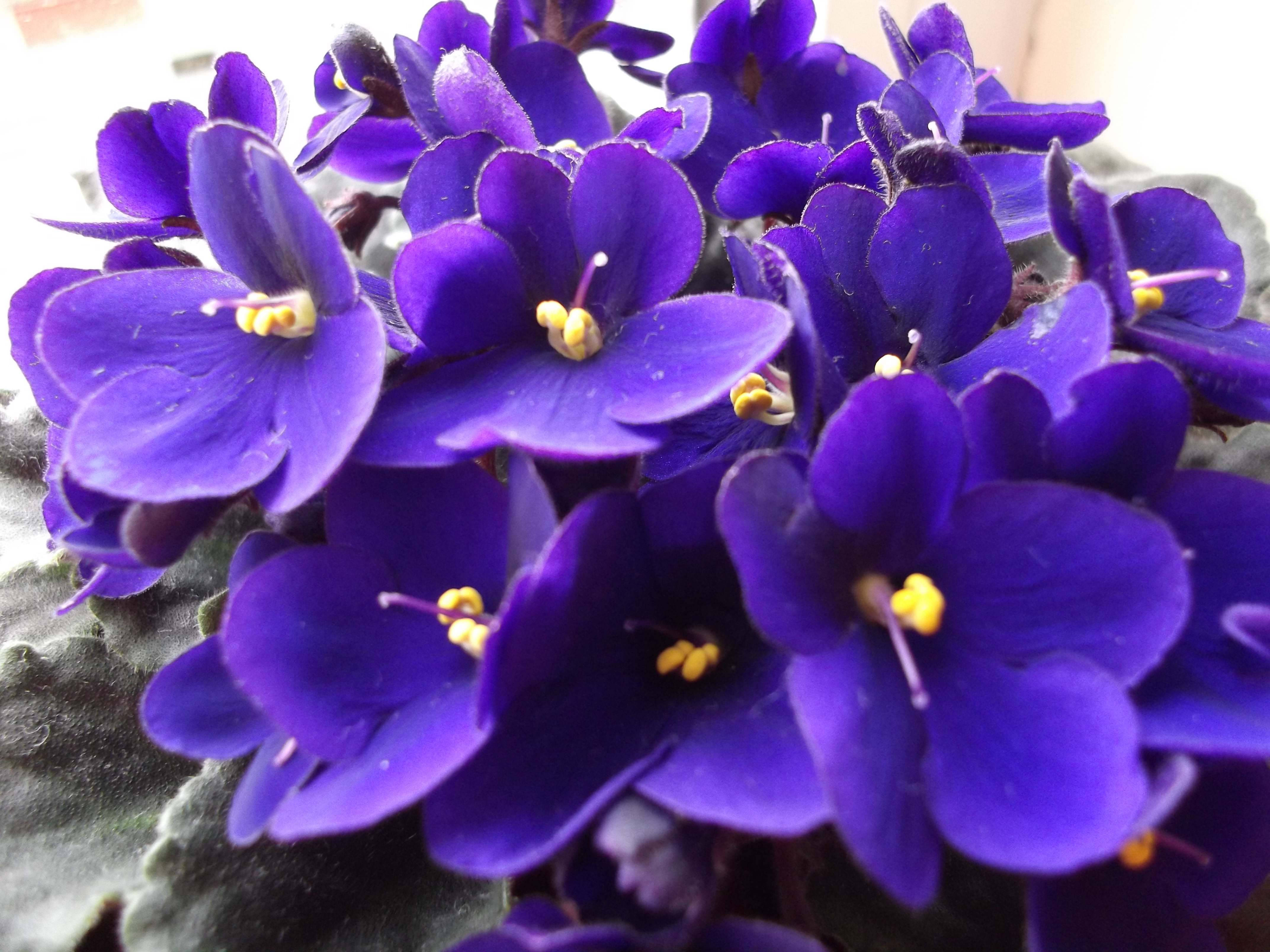 African violet, purple, yellow centers, 4K Desktop Wallpaper