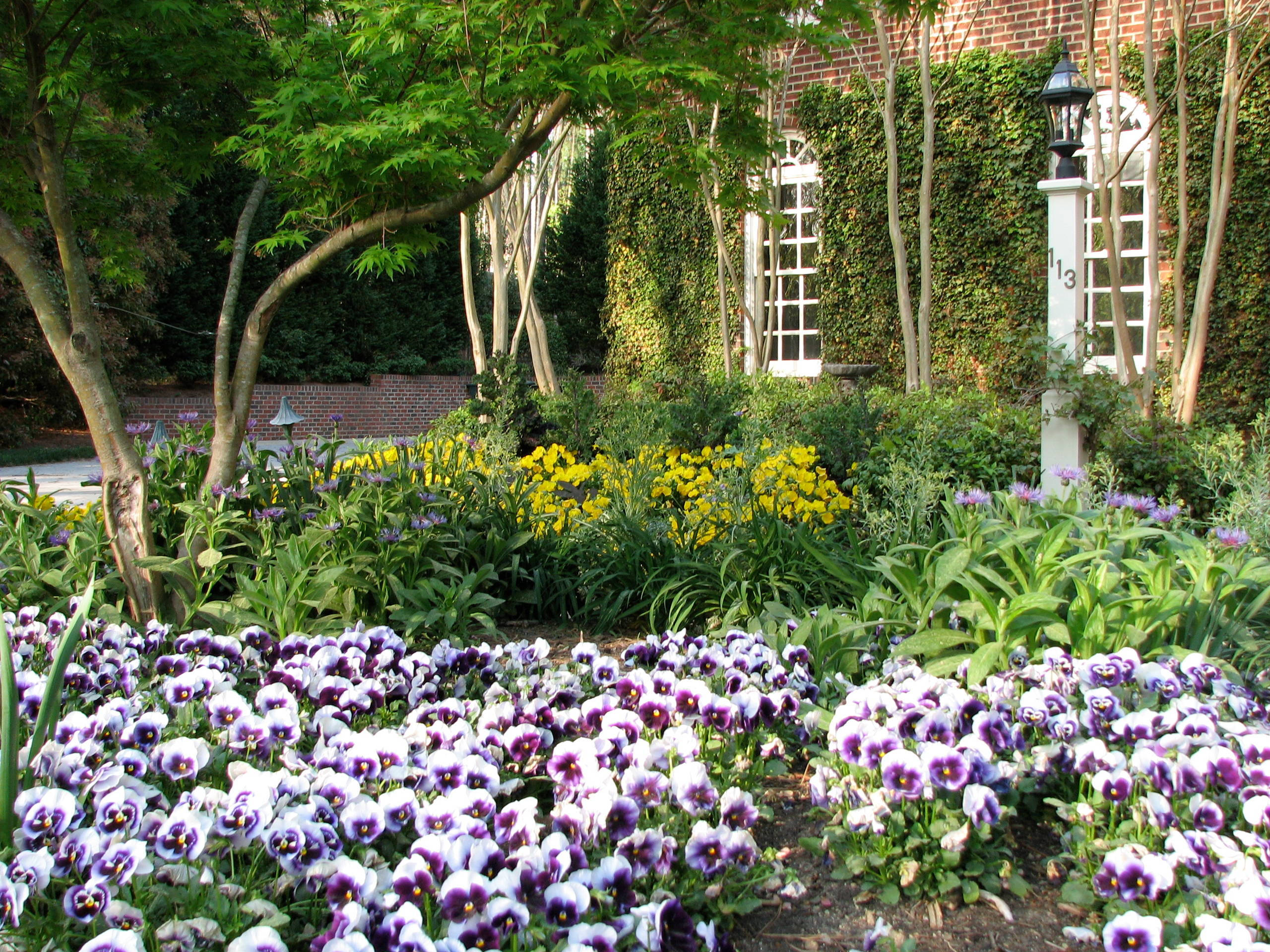 white-purple pansies, brick house, ivy, 2K Desktop Wallpaper