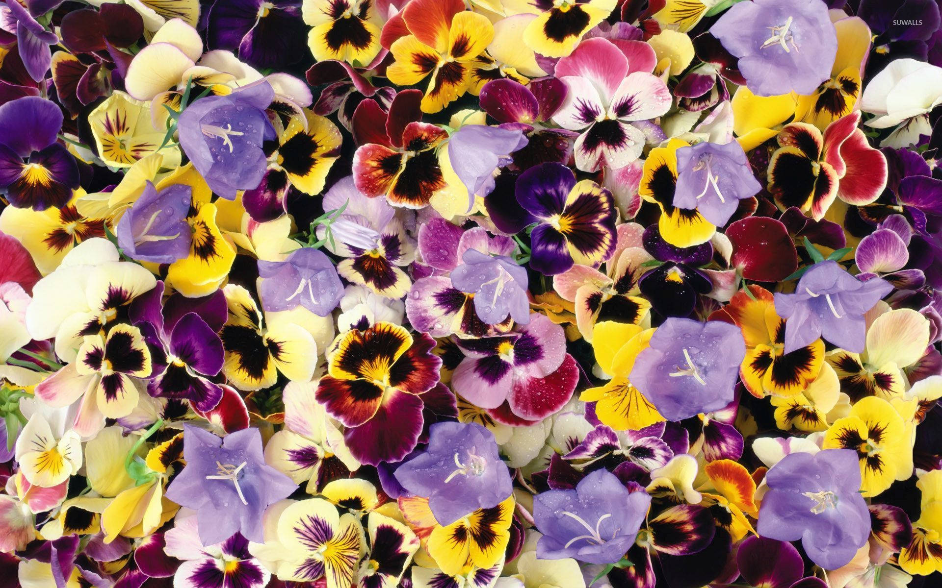 pansy, bellflowers, purple, Full HD Desktop Wallpaper