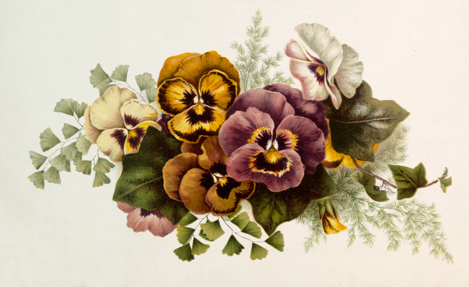 vintage botanical illustration, pansies, purple, HD Desktop Wallpaper