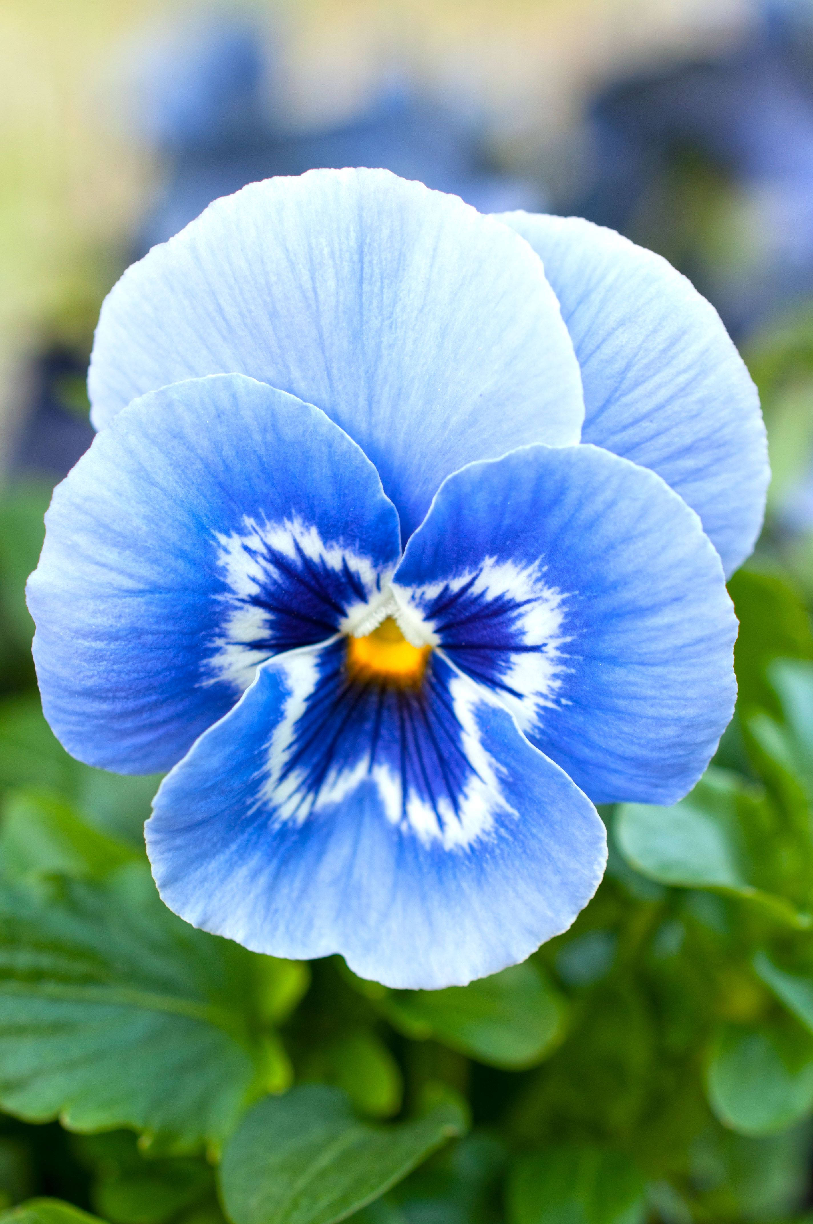 blue pansy, white center, yellow center, 4K Phone Wallpaper