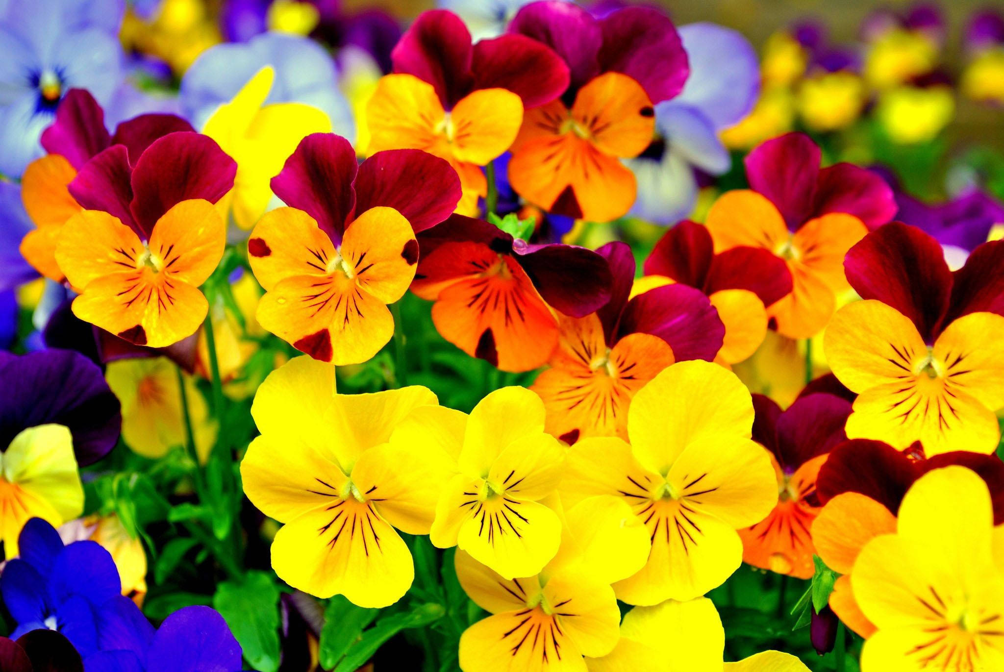pansy, yellow, orange, Full HD Desktop Wallpaper