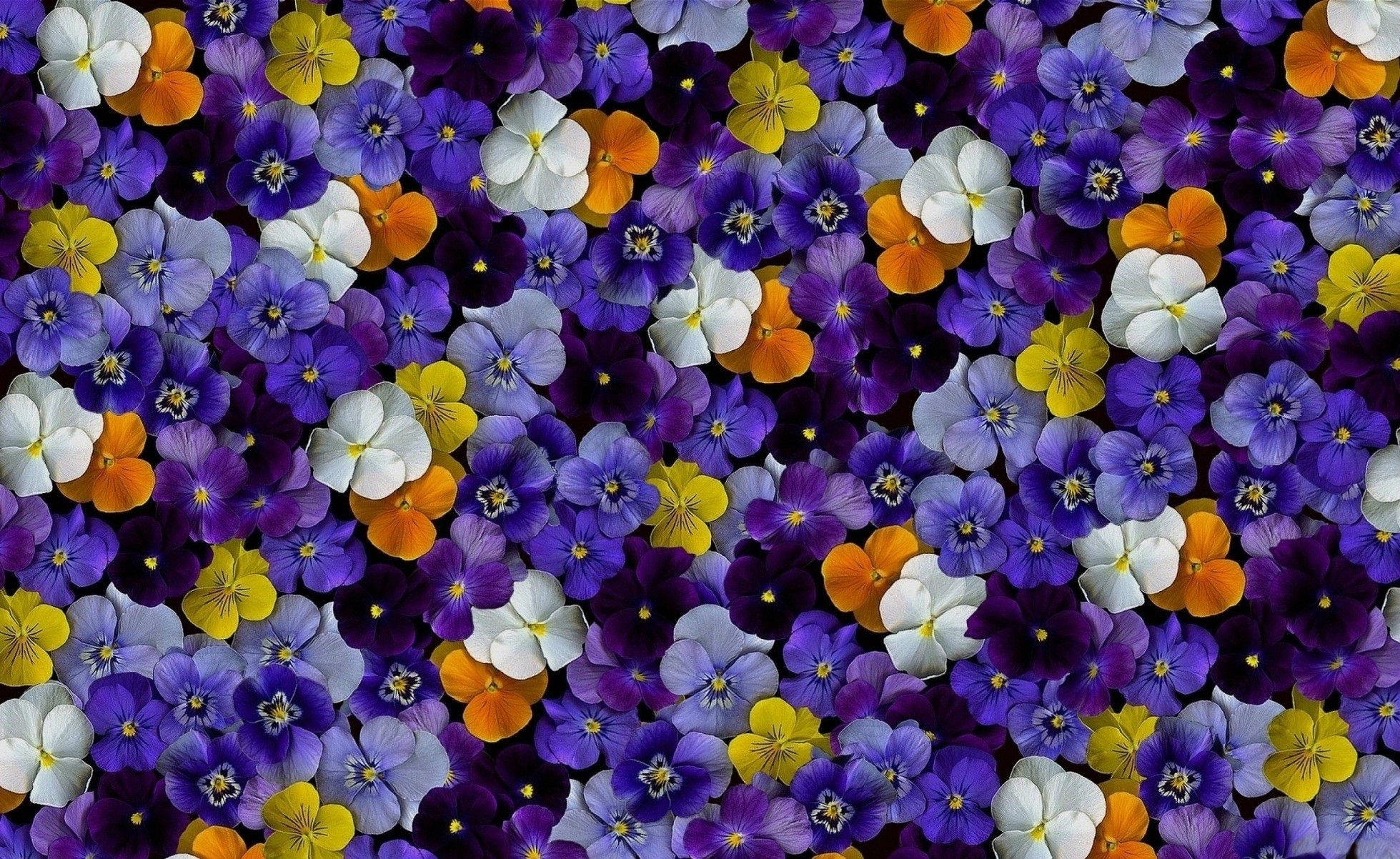 purple, yellow, white, Full HD Desktop Wallpaper